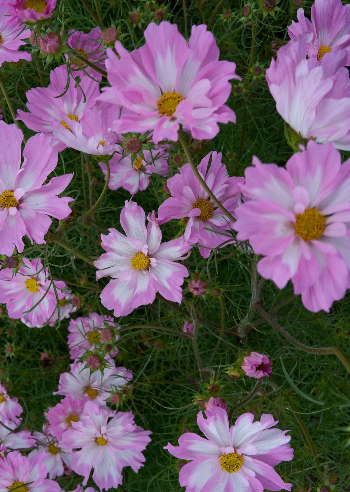 Cosmos van hemert Seed 