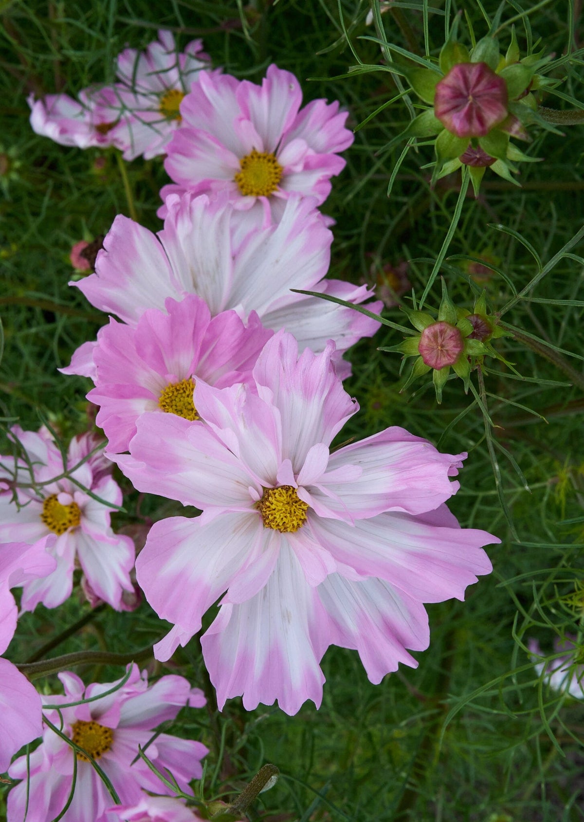 Cosmos van hemert Seed 