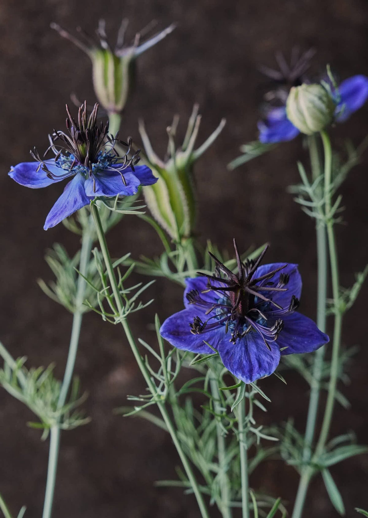 Djævlen i busken 'Midnight' Seed 