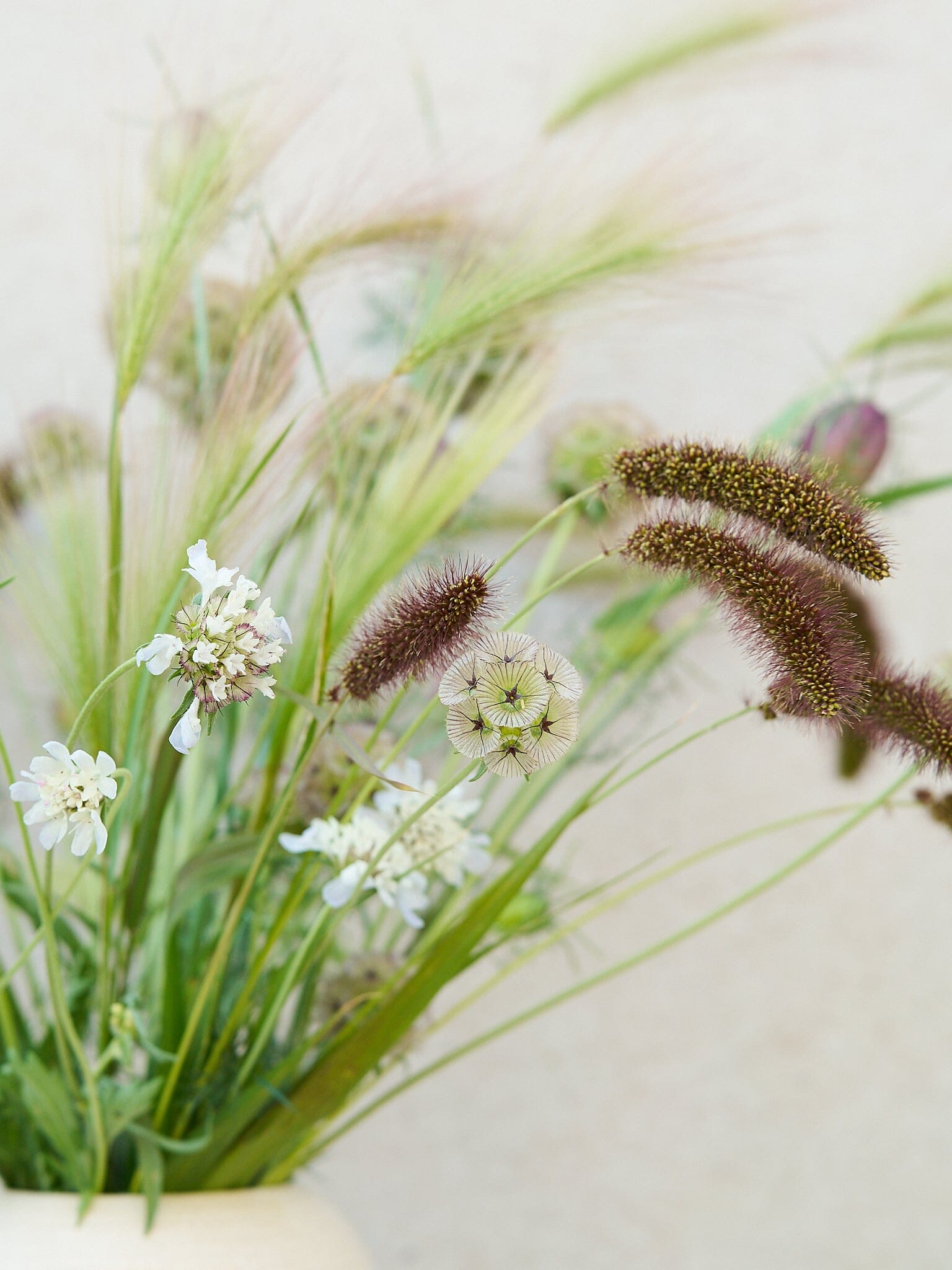 Egernhale-byg Hordeum jubatum Seed 