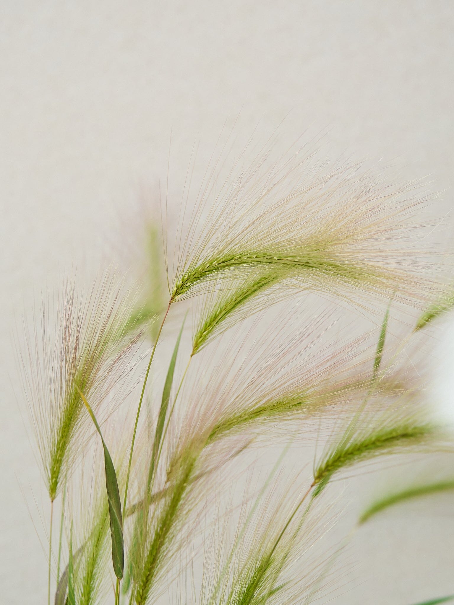 Egernhale-byg Hordeum jubatum Seed 