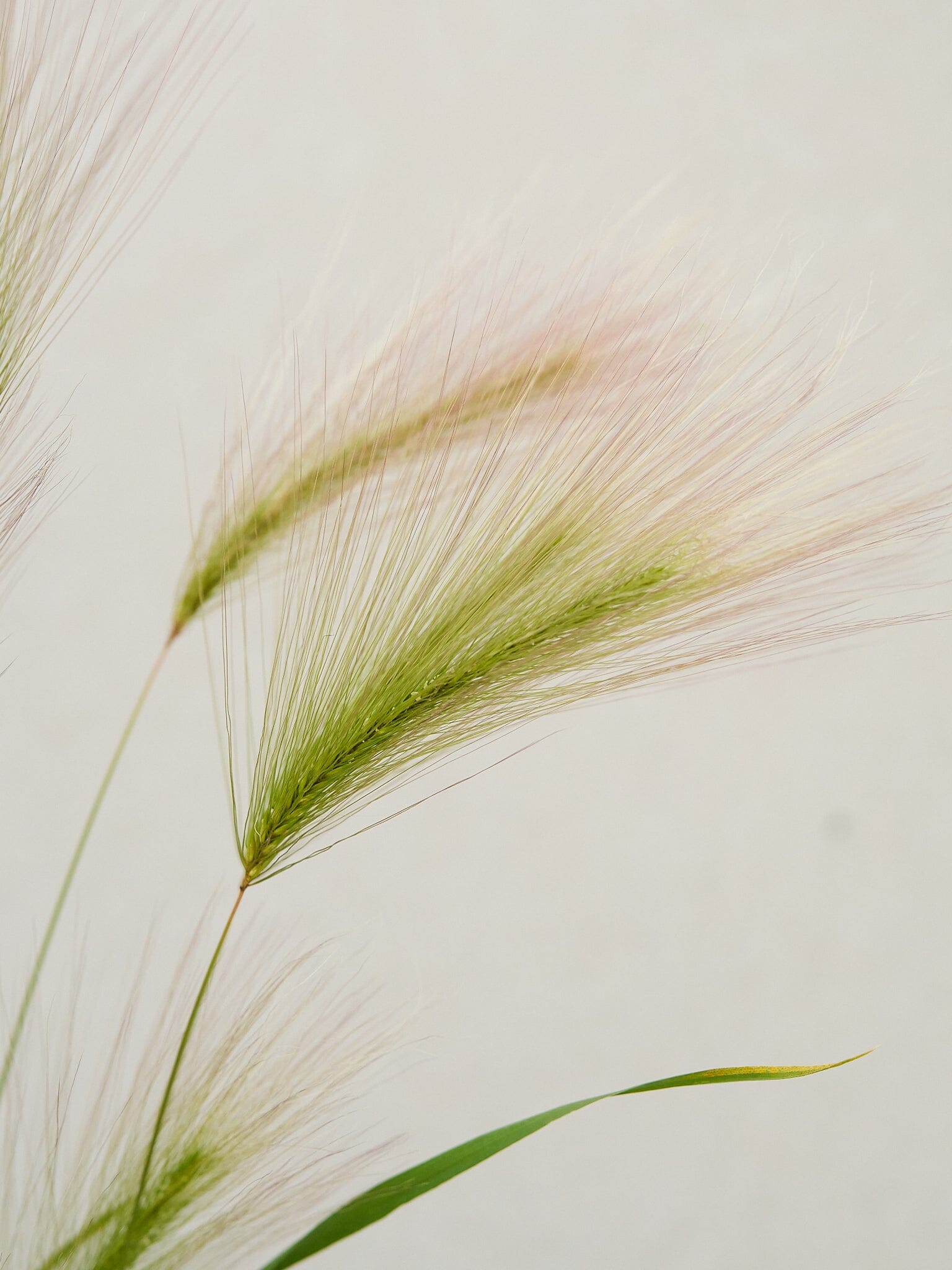 Egernhale-byg Hordeum jubatum Seed 