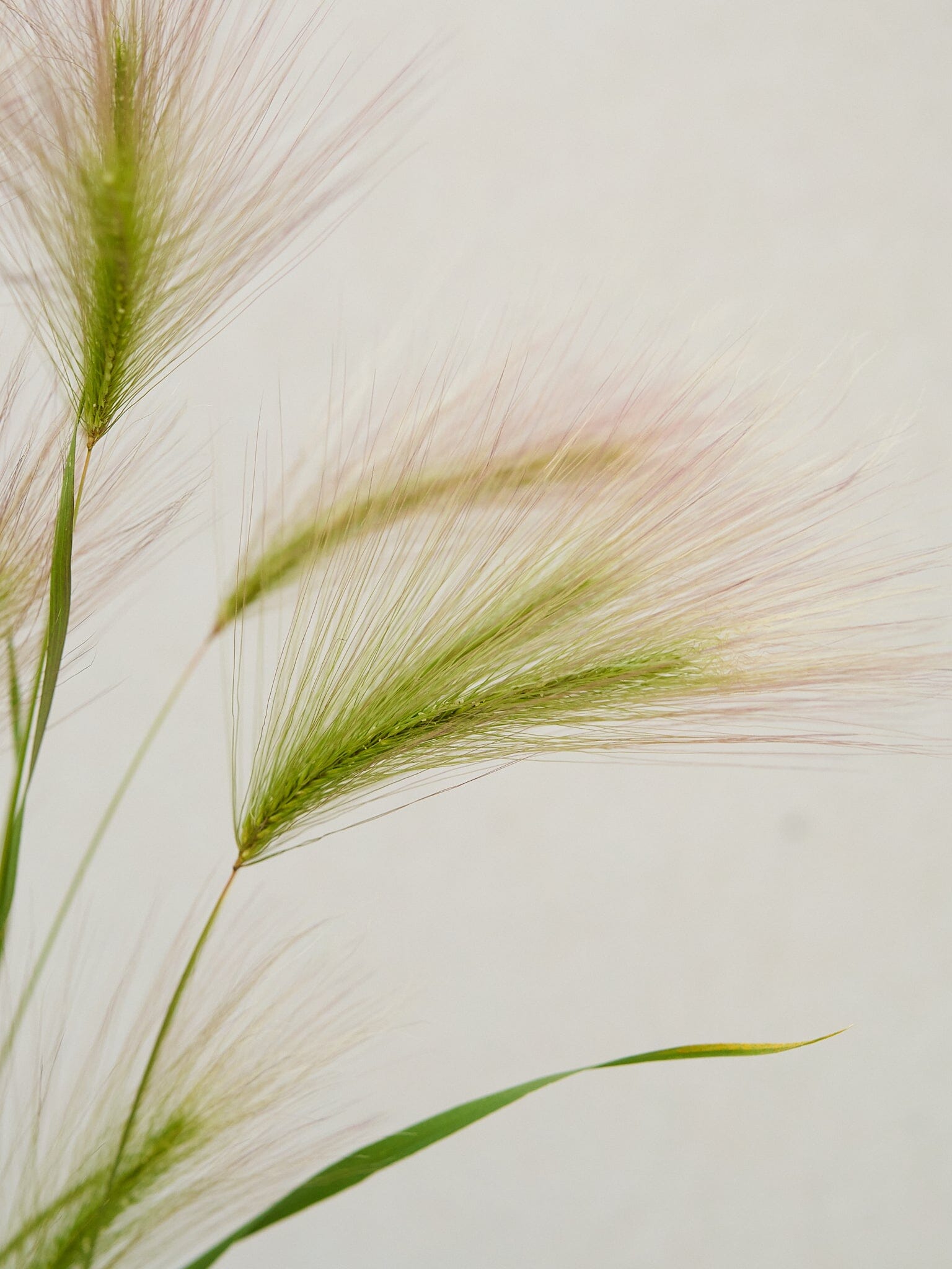 Egernhale-byg Hordeum jubatum Seed 