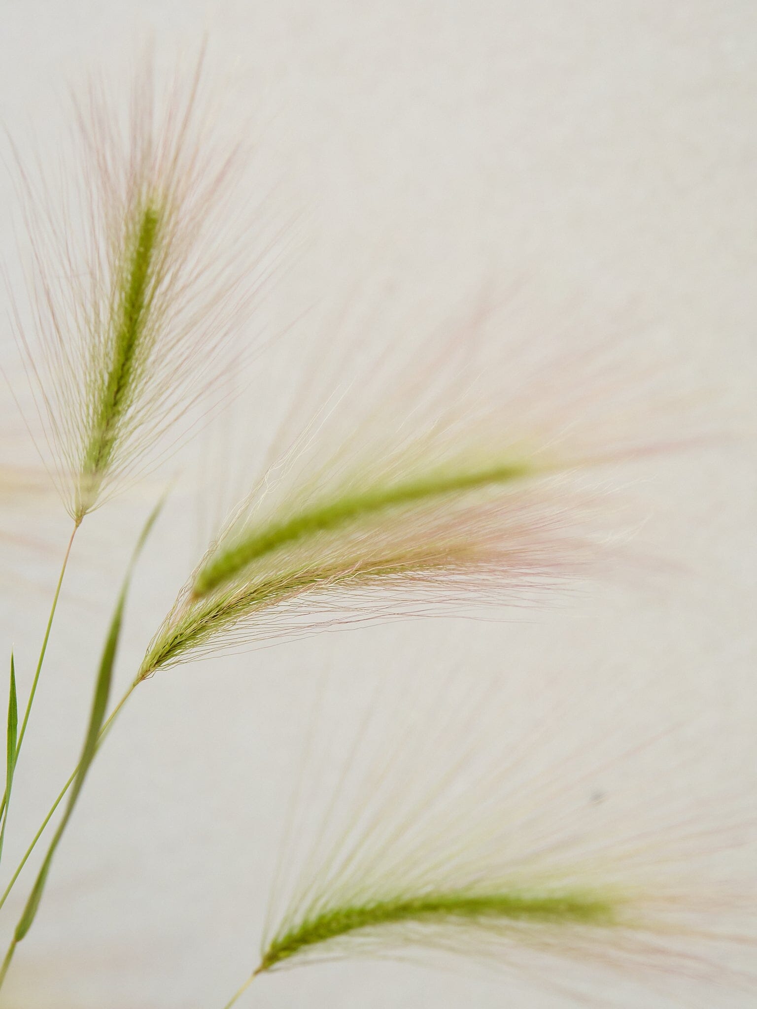 Egernhale-byg Hordeum jubatum Seed 