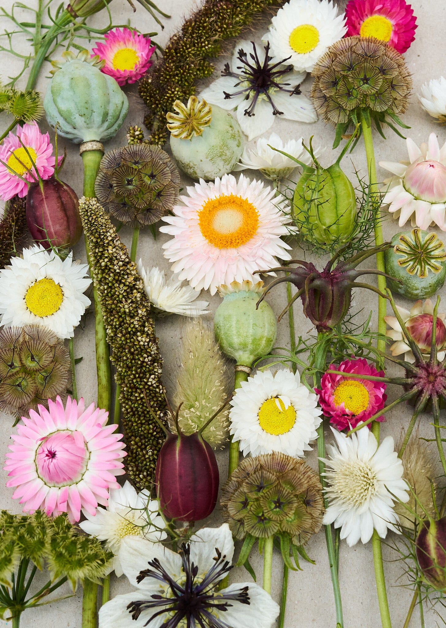 Eternity..... blanding af tørrede blomster Seed 