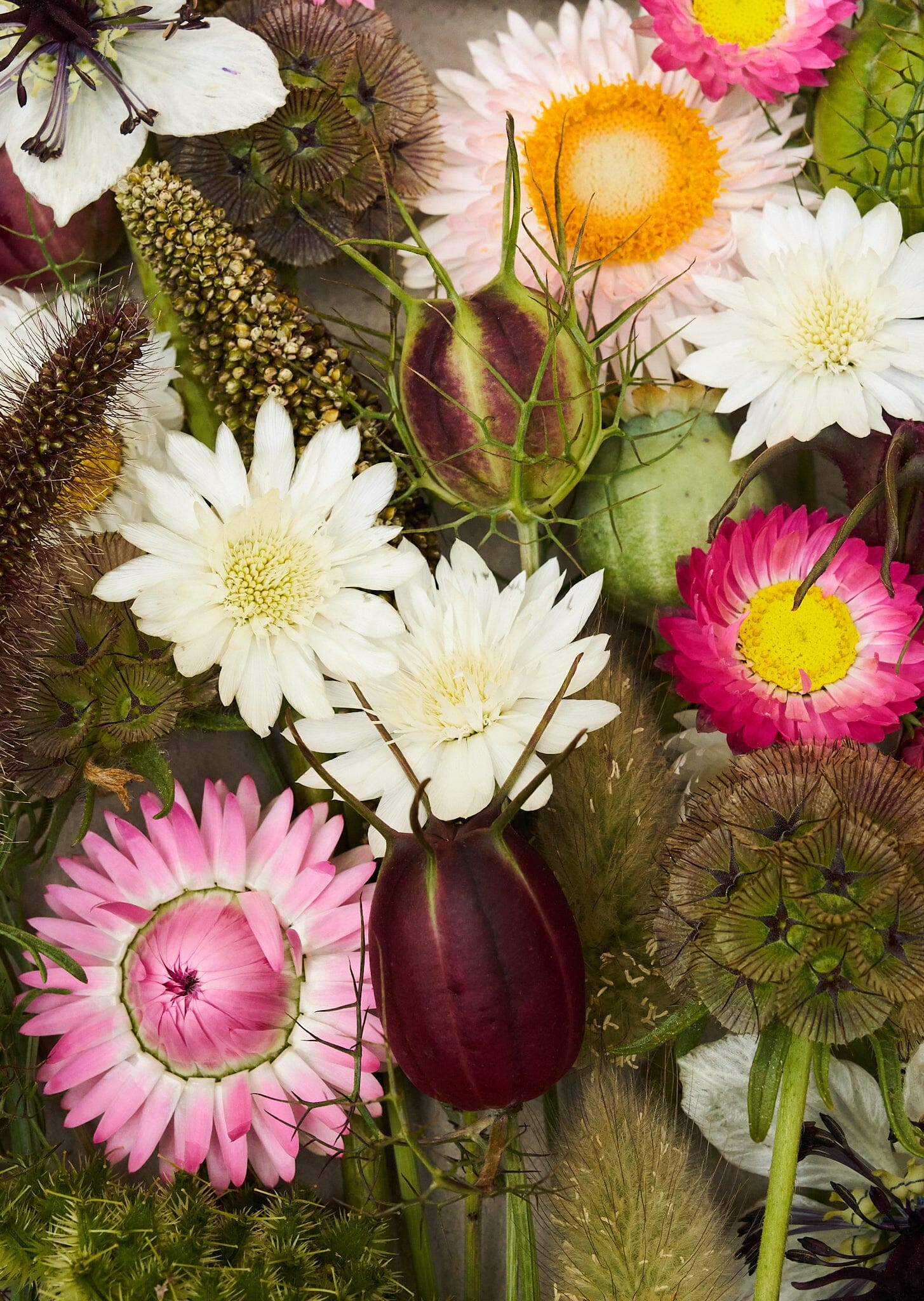 Eternity..... blanding af tørrede blomster Seed 