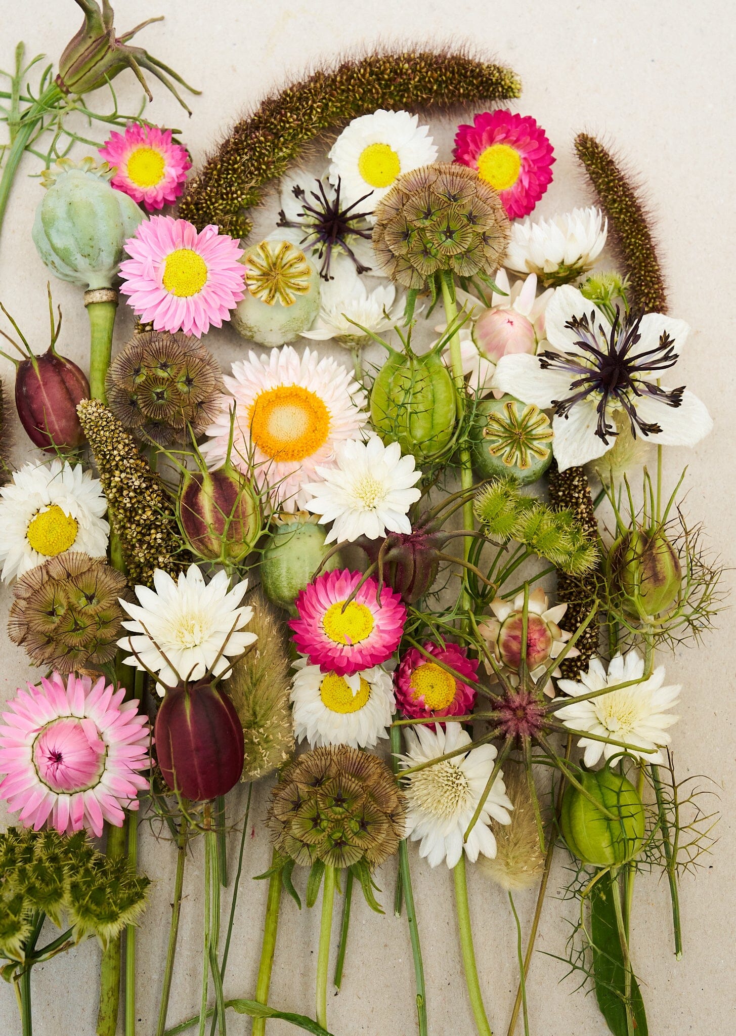 Eternity..... blanding af tørrede blomster Seed 