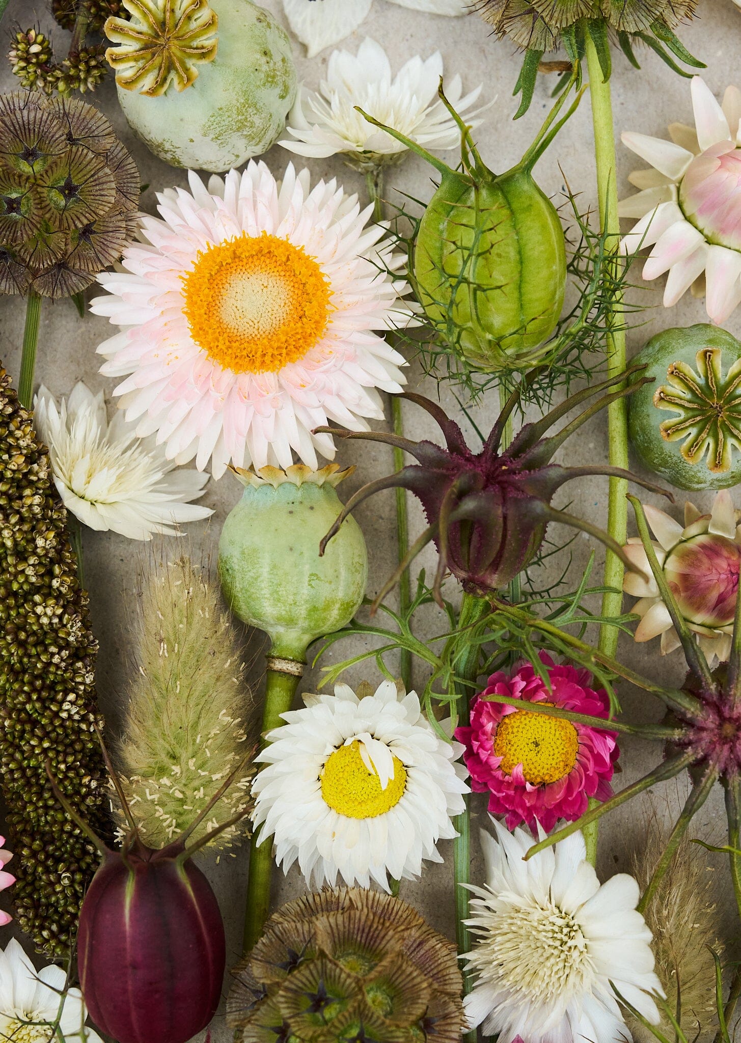 Eternity..... blanding af tørrede blomster Seed 