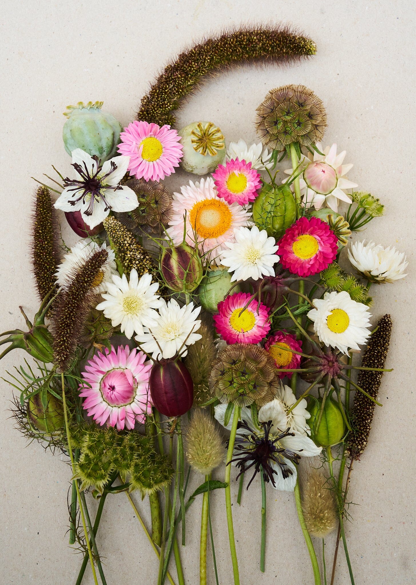 Eternity..... blanding af tørrede blomster Seed 