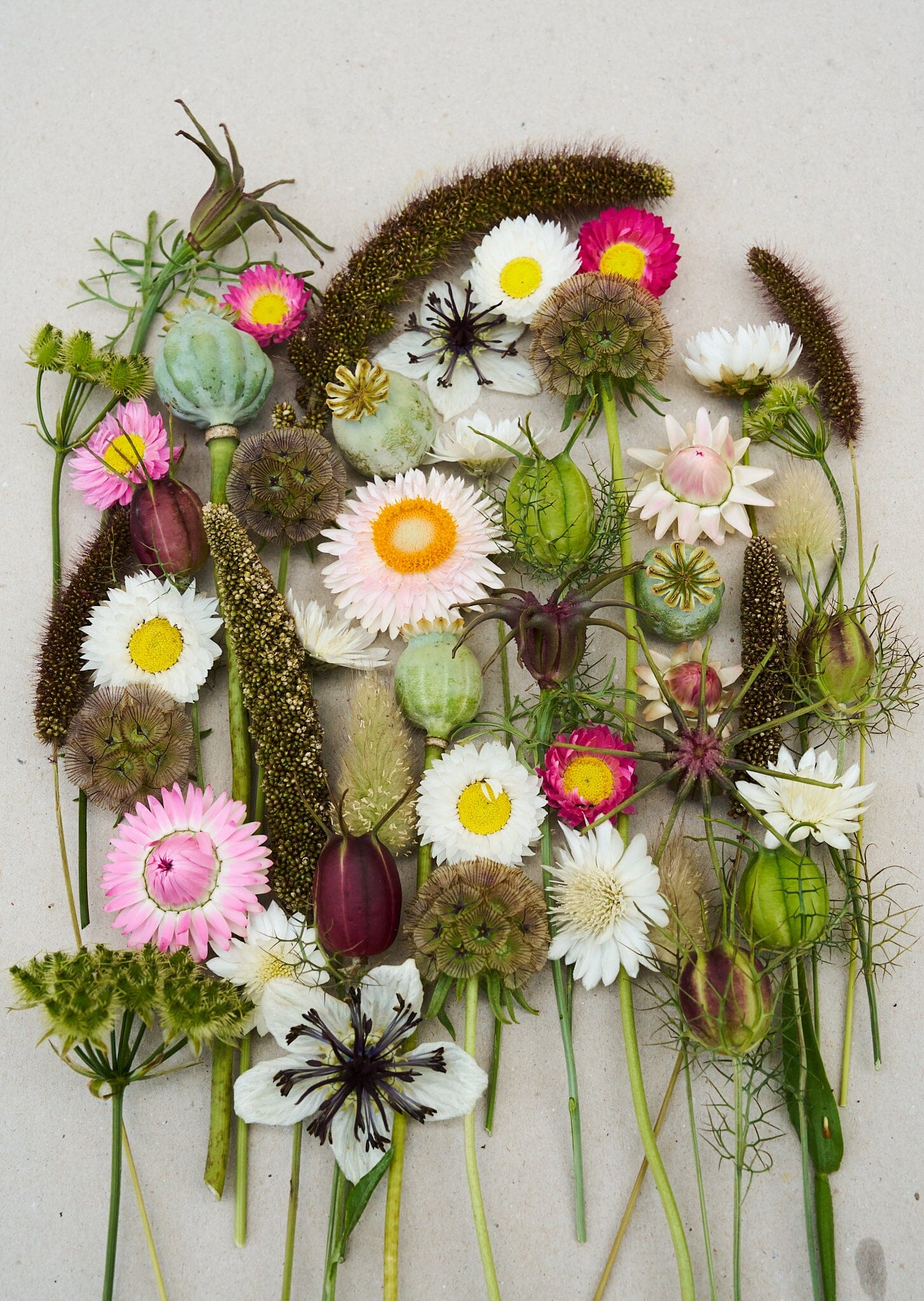 Eternity..... blanding af tørrede blomster Seed 