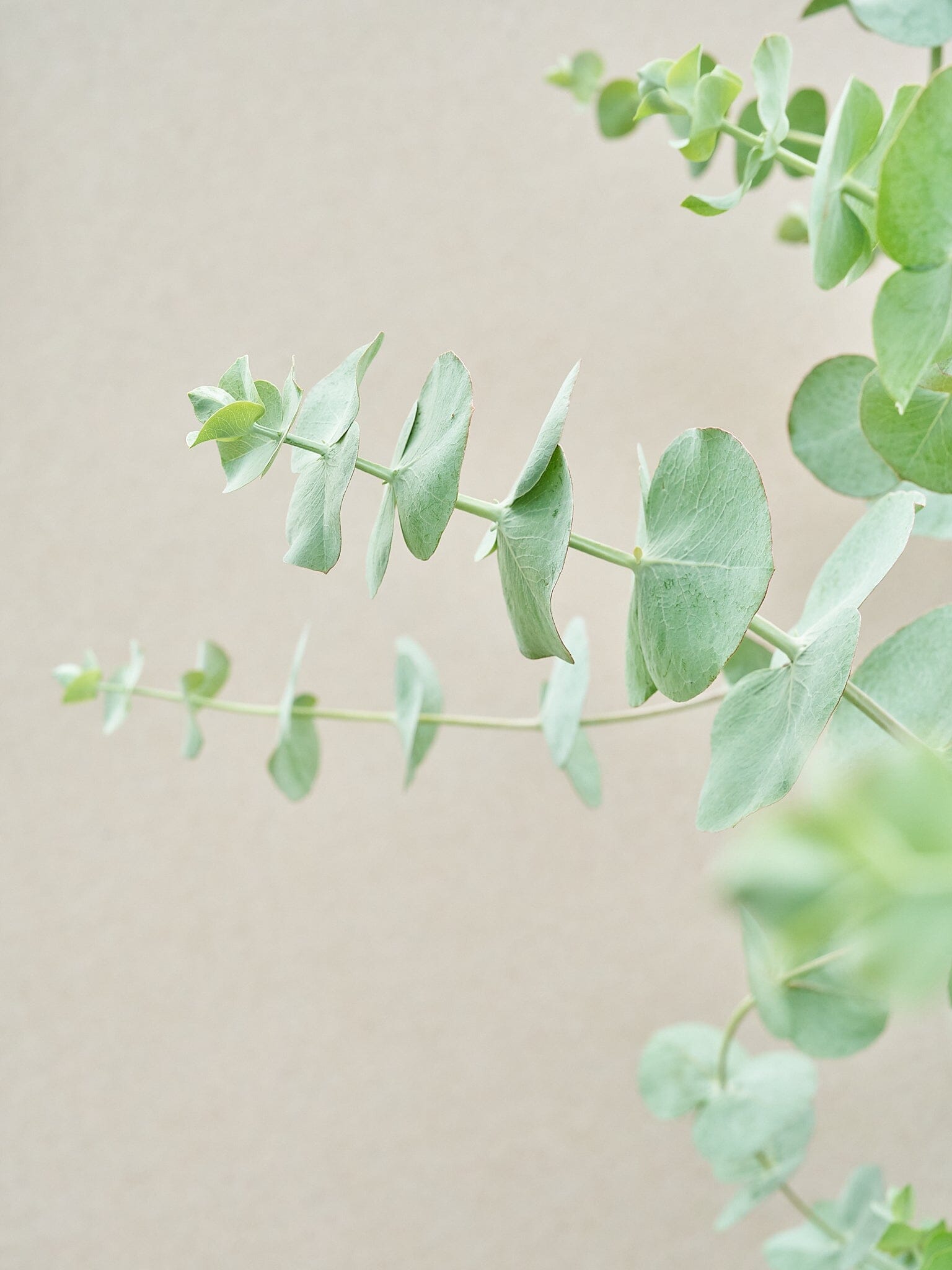 Eukalyptus 'Silver Dollar' 