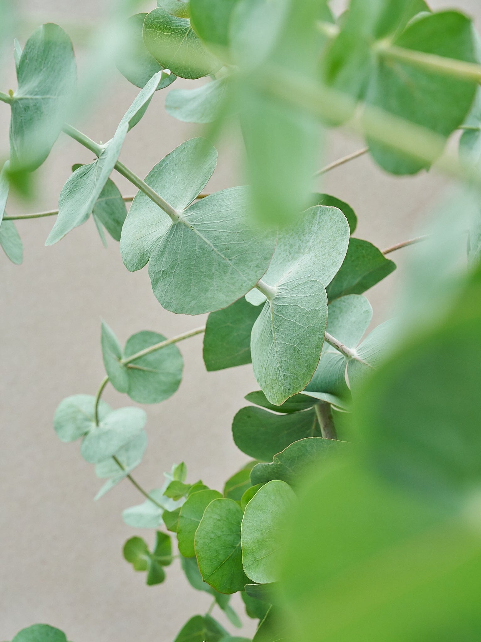 Eukalyptus 'Silver Dollar' 