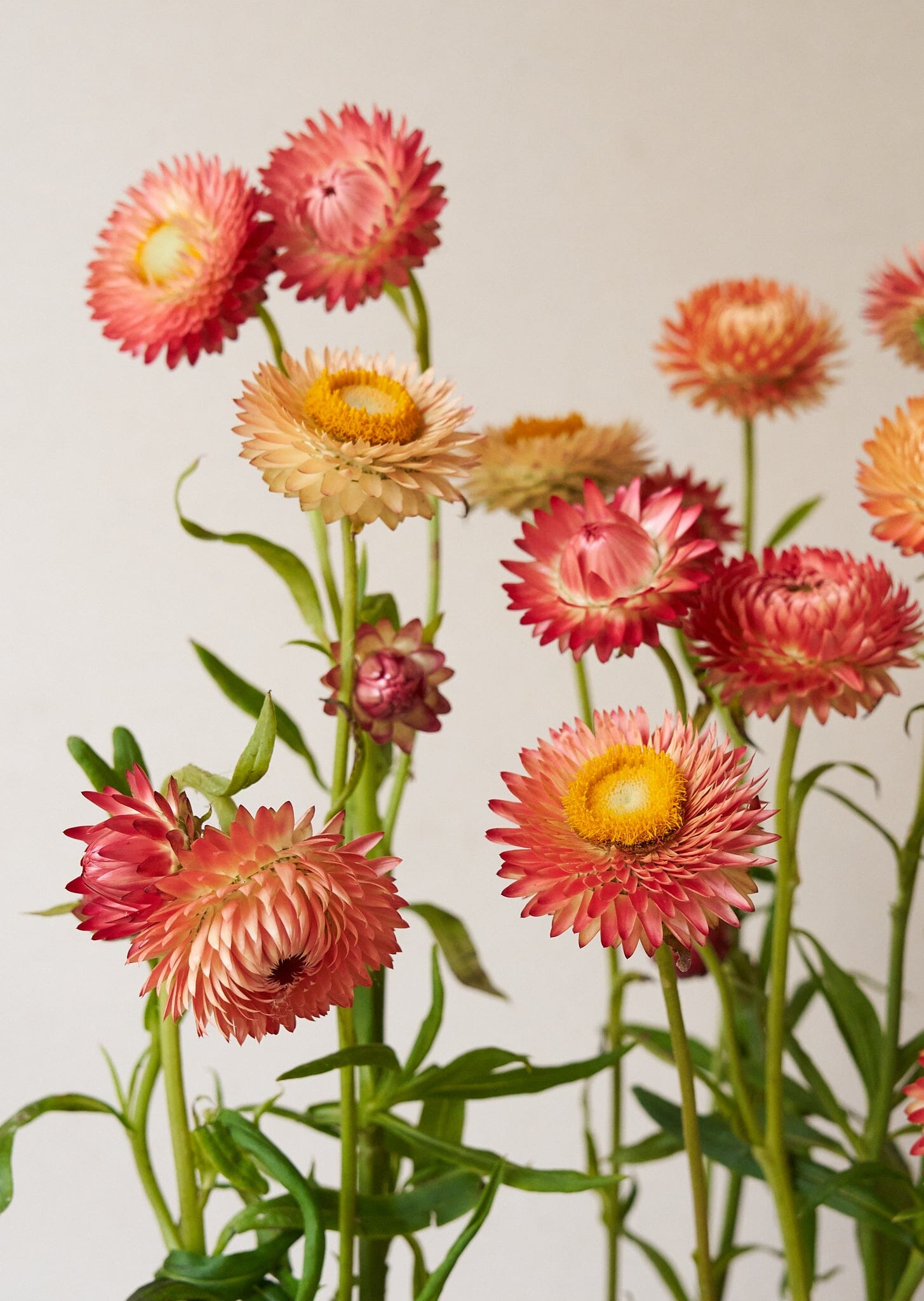 Evighedsblomst 'Apricot & Peach Mix' Seed 