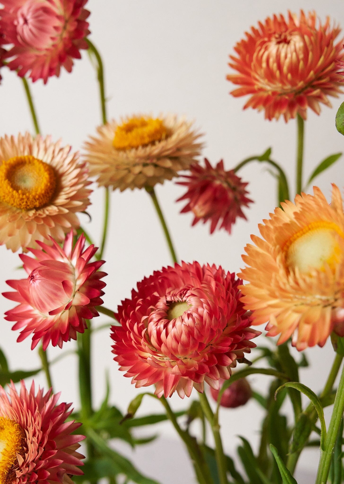 Evighedsblomst 'Apricot & Peach Mix' Seed 