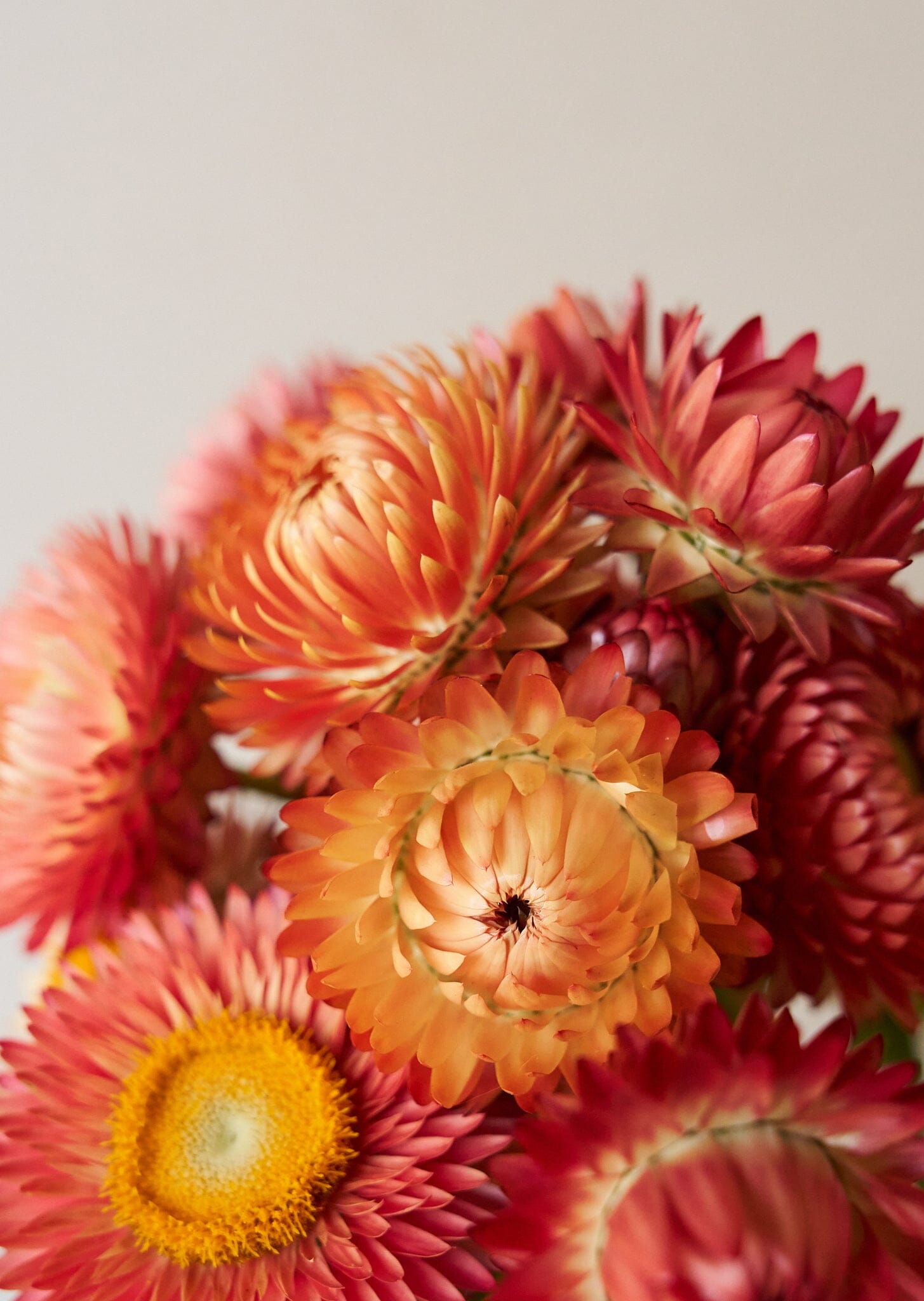 Evighedsblomst 'Apricot & Peach Mix' Seed 