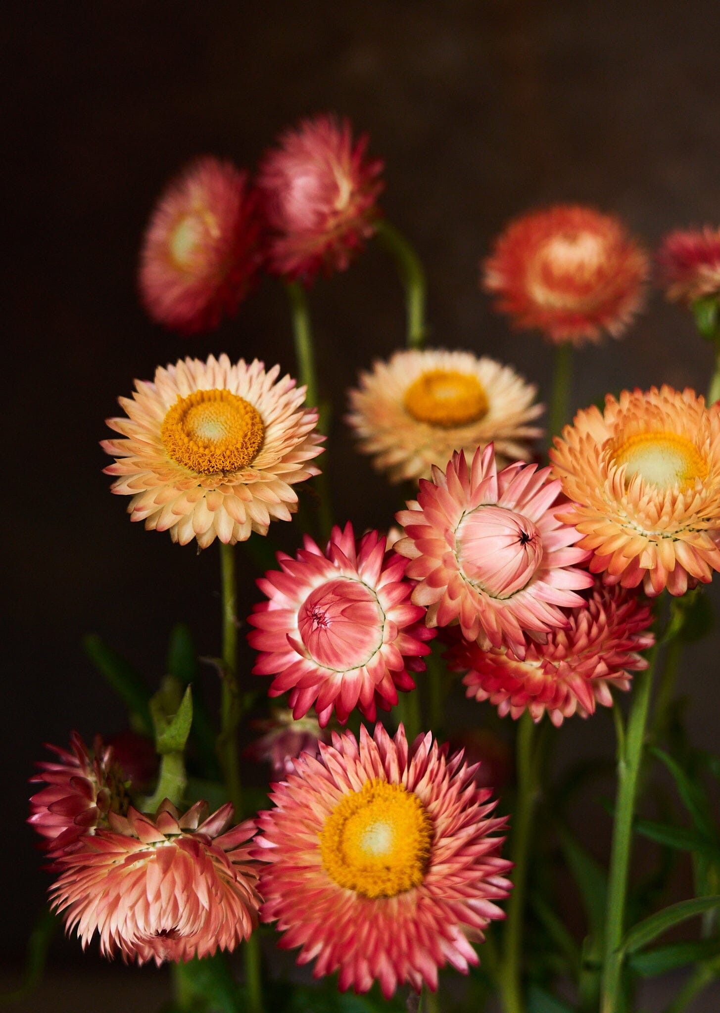 Evighedsblomst 'Apricot & Peach Mix' Seed 