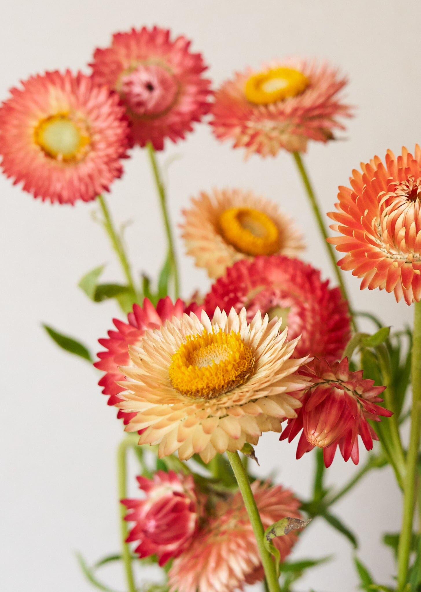 Evighedsblomst 'Apricot & Peach Mix' Seed 