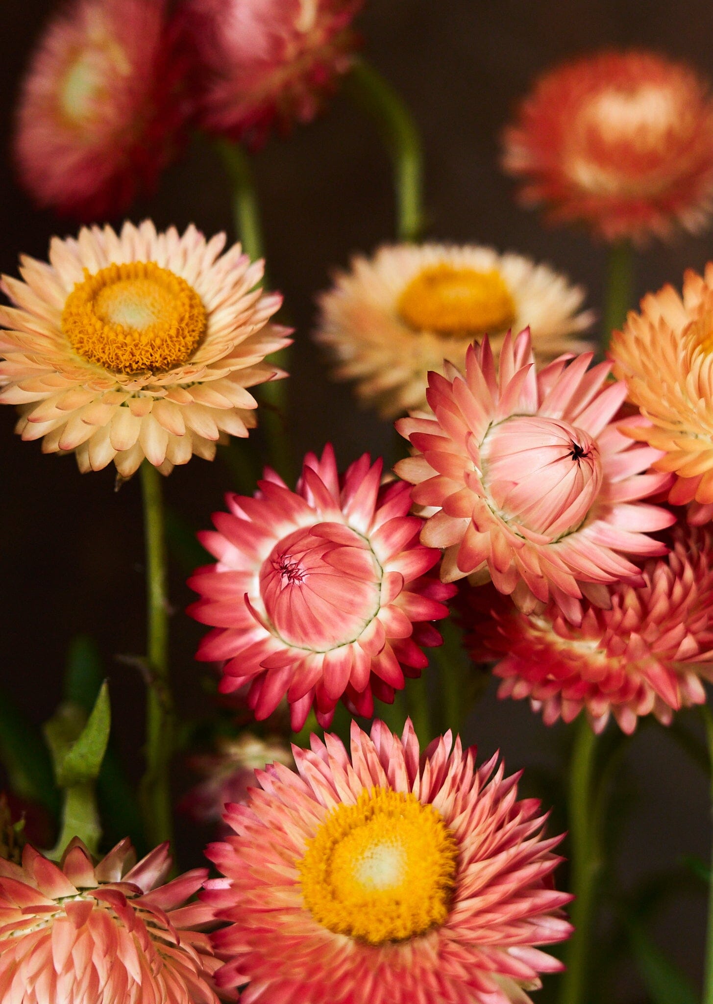 Evighedsblomst 'Apricot & Peach Mix' Seed 