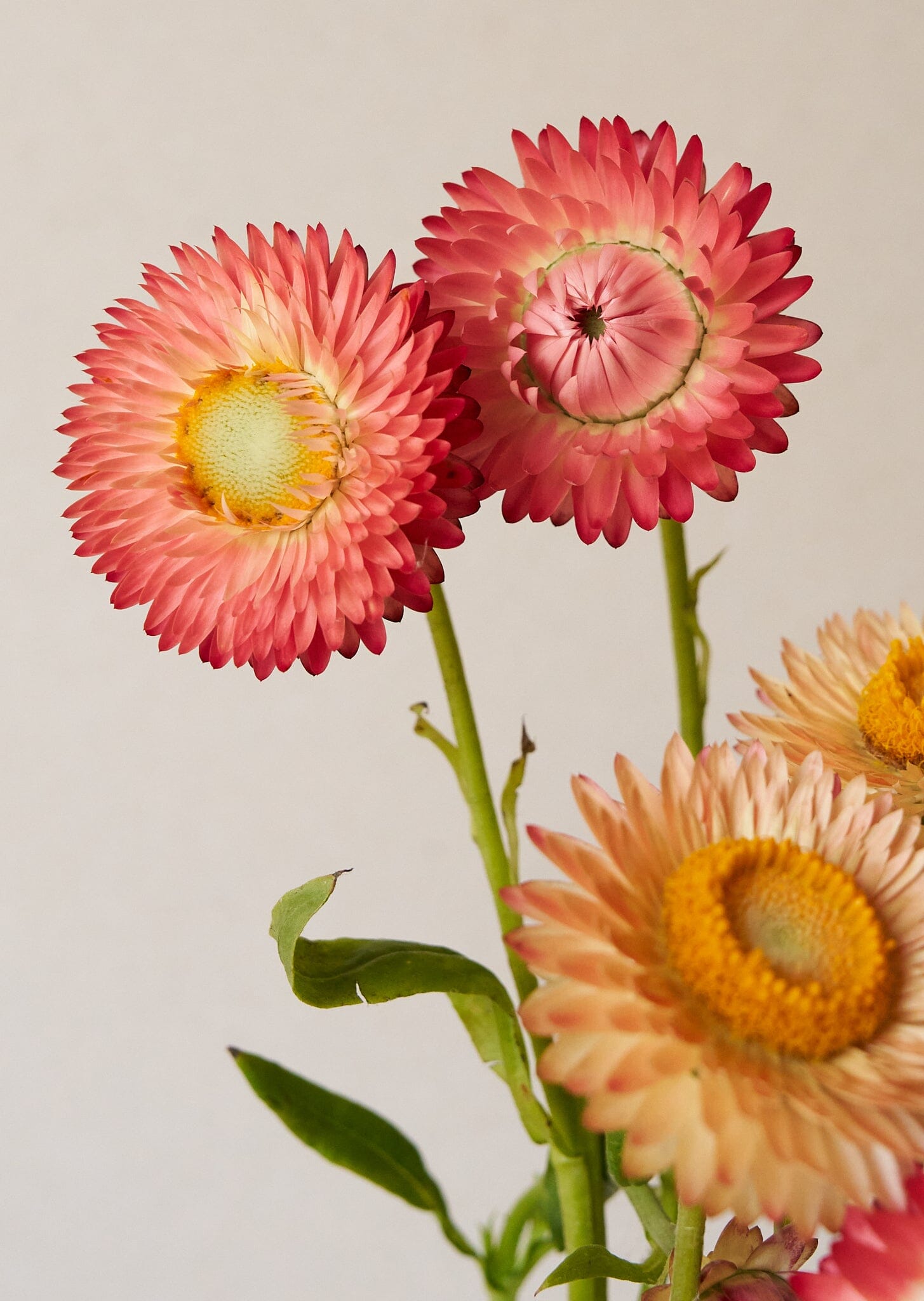 Evighedsblomst 'Apricot & Peach Mix' Seed 