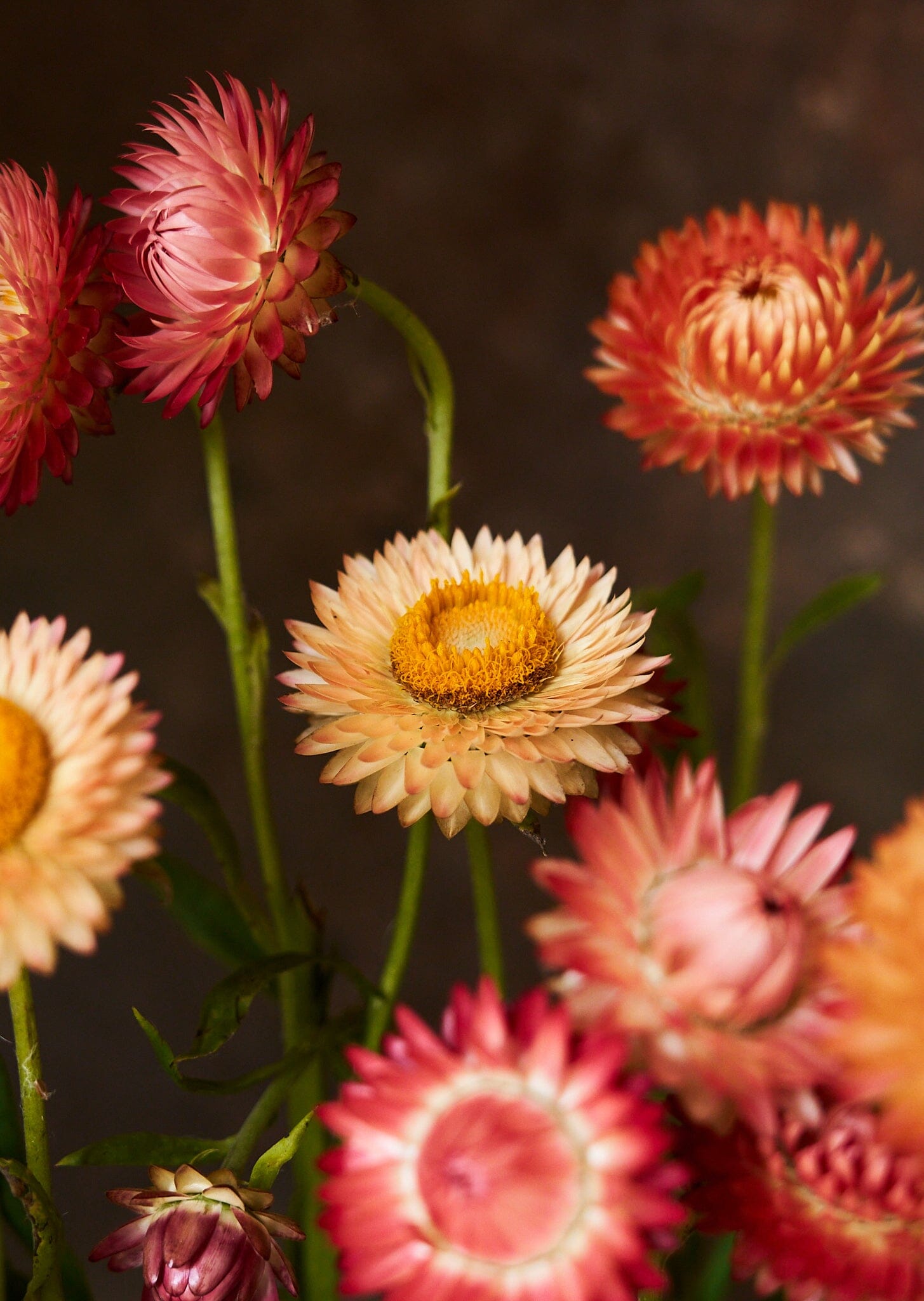 Evighedsblomst 'Apricot & Peach Mix' Seed 