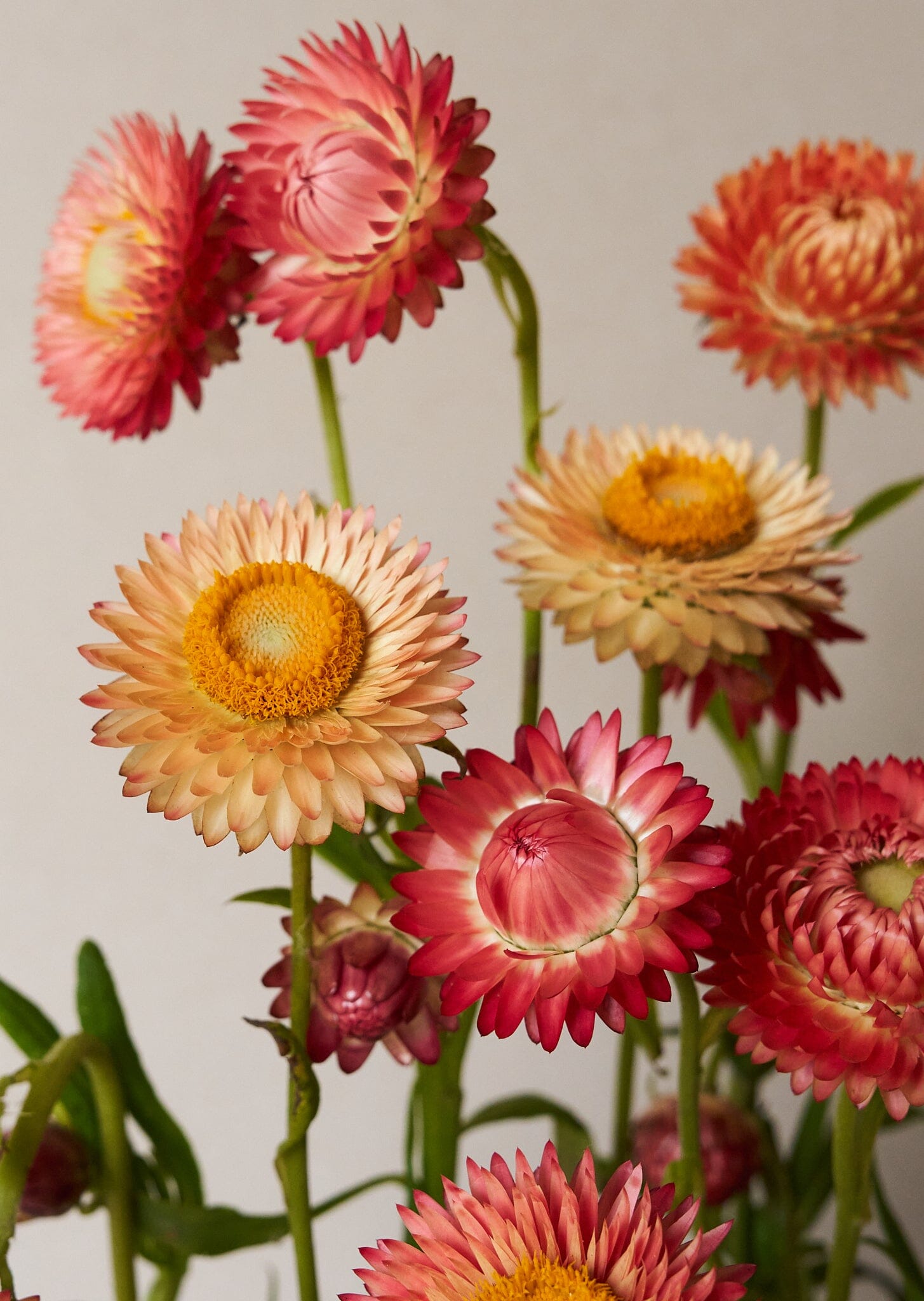 Evighedsblomst 'Apricot & Peach Mix' Seed 