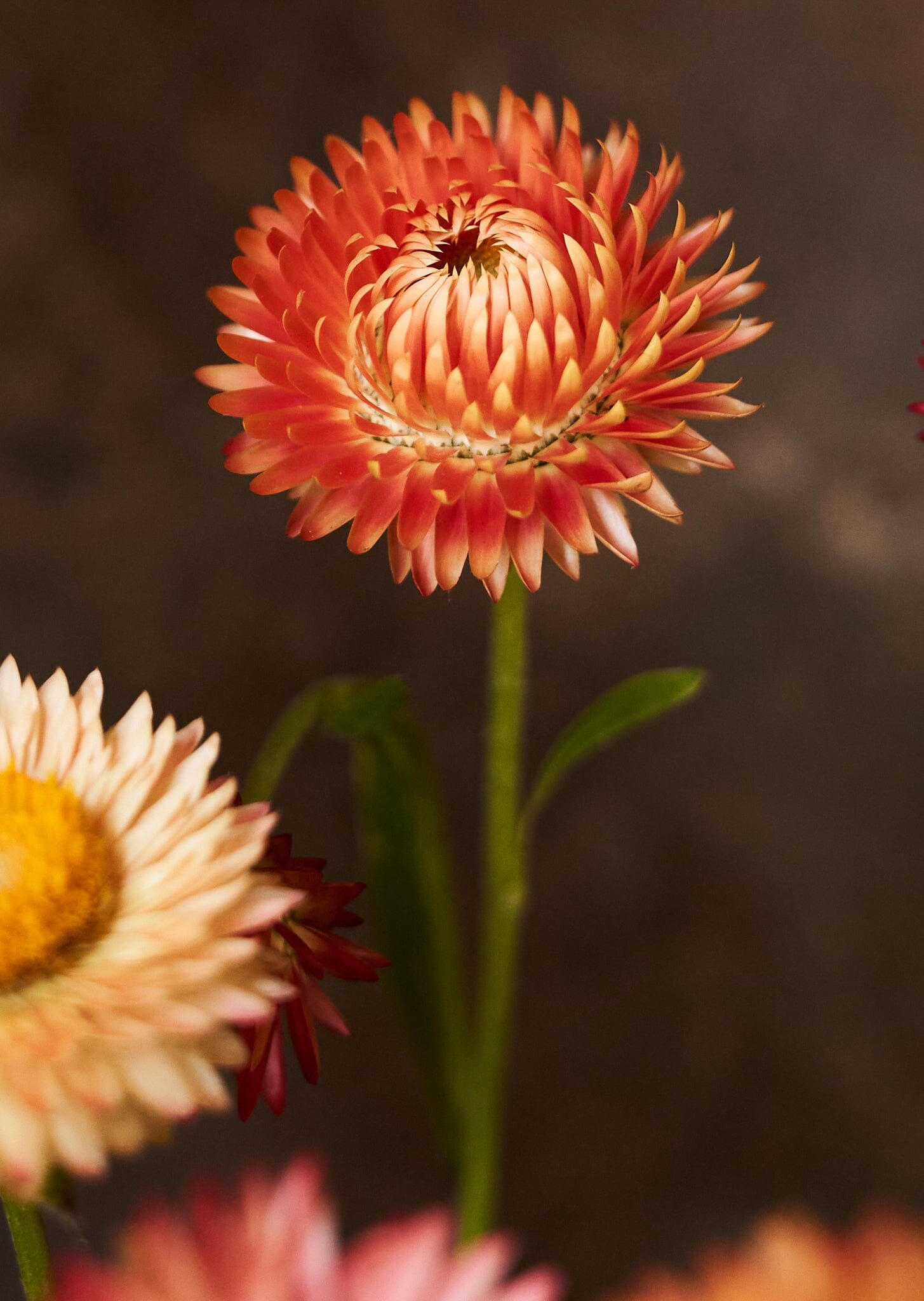 Evighedsblomst 'Apricot & Peach Mix' Seed 