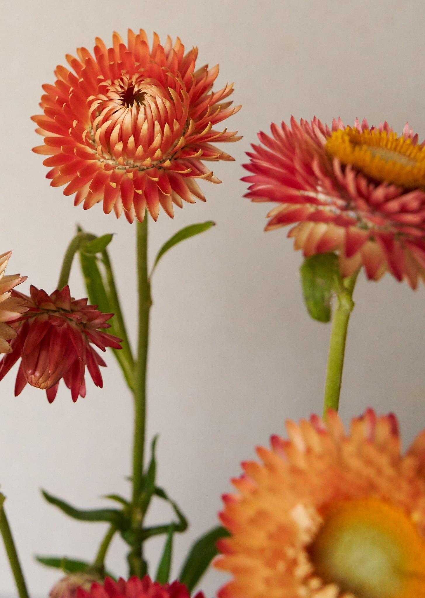 Evighedsblomst 'Apricot & Peach Mix' Seed 