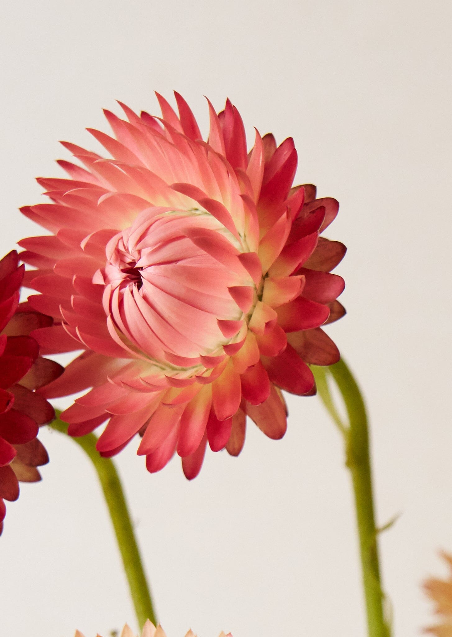 Evighedsblomst 'Apricot & Peach Mix' Seed 