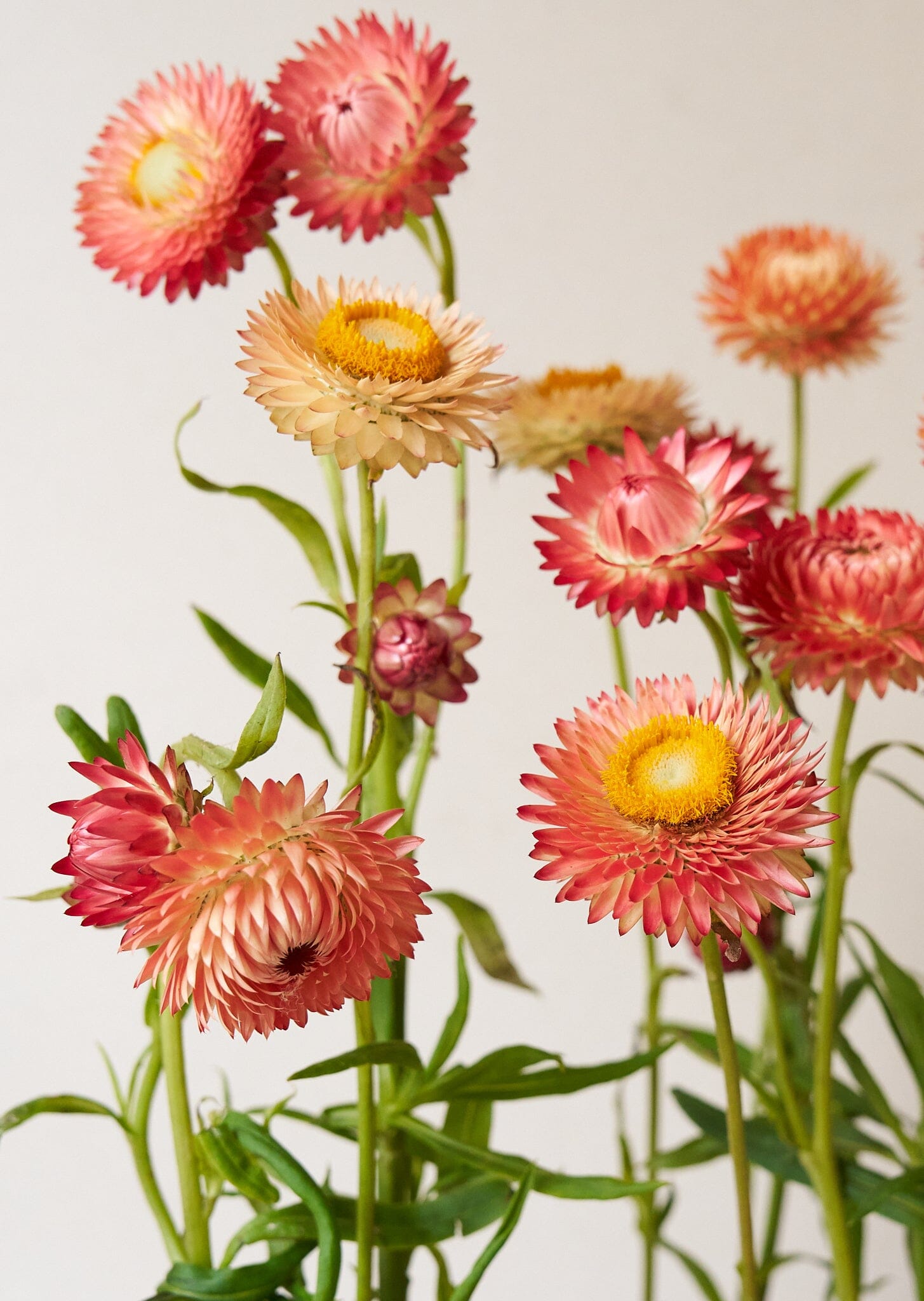 Evighedsblomst 'Apricot & Peach Mix' Seed 