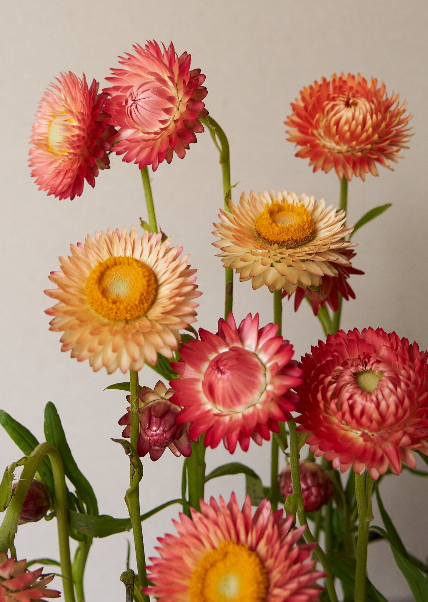 Evighedsblomst 'Apricot & Peach Mix' Seed 