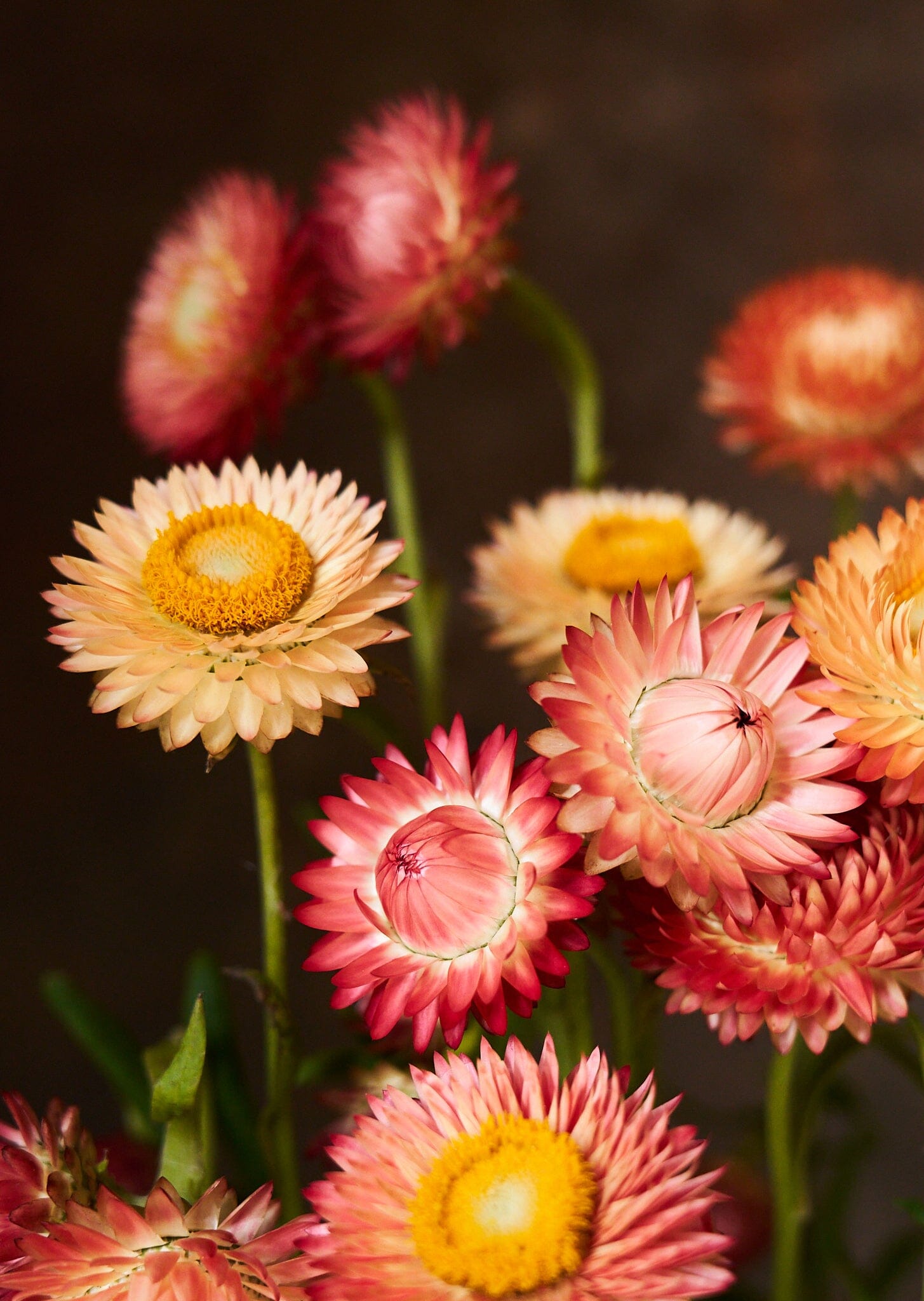 Evighedsblomst 'Apricot & Peach Mix' Seed 