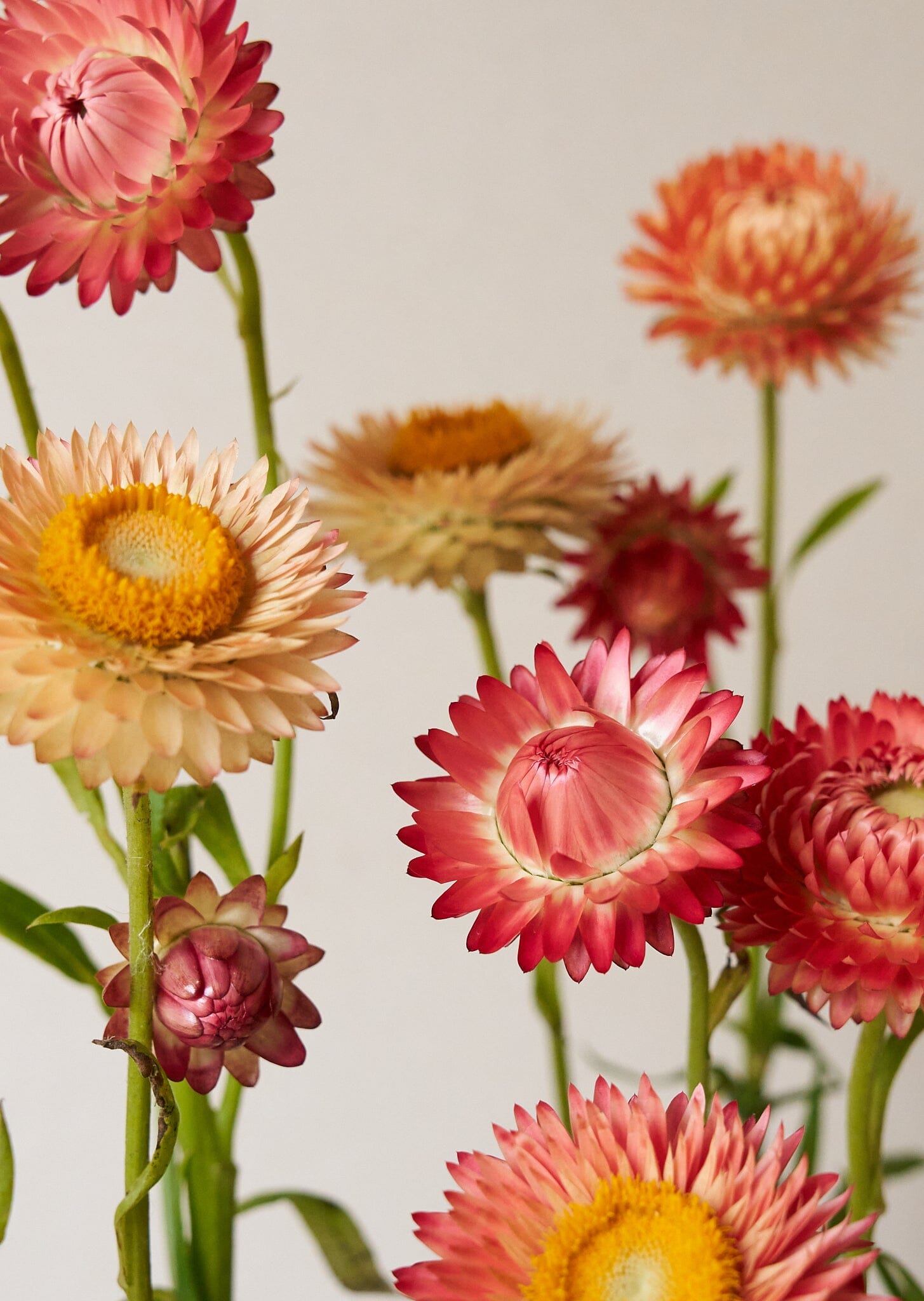 Evighedsblomst 'Apricot & Peach Mix' Seed 