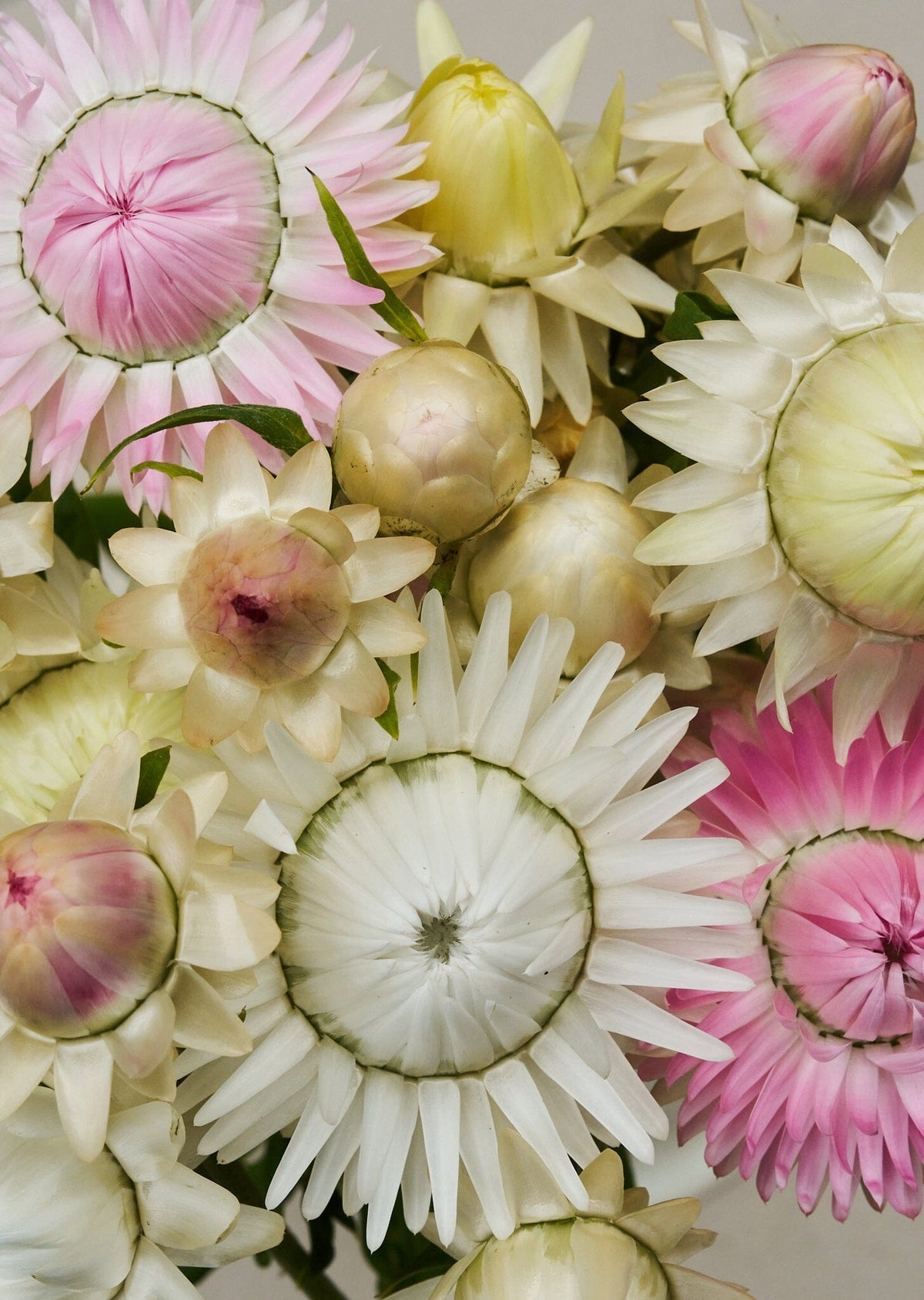 Evighedsblomst 'Candy Drops' Seed 