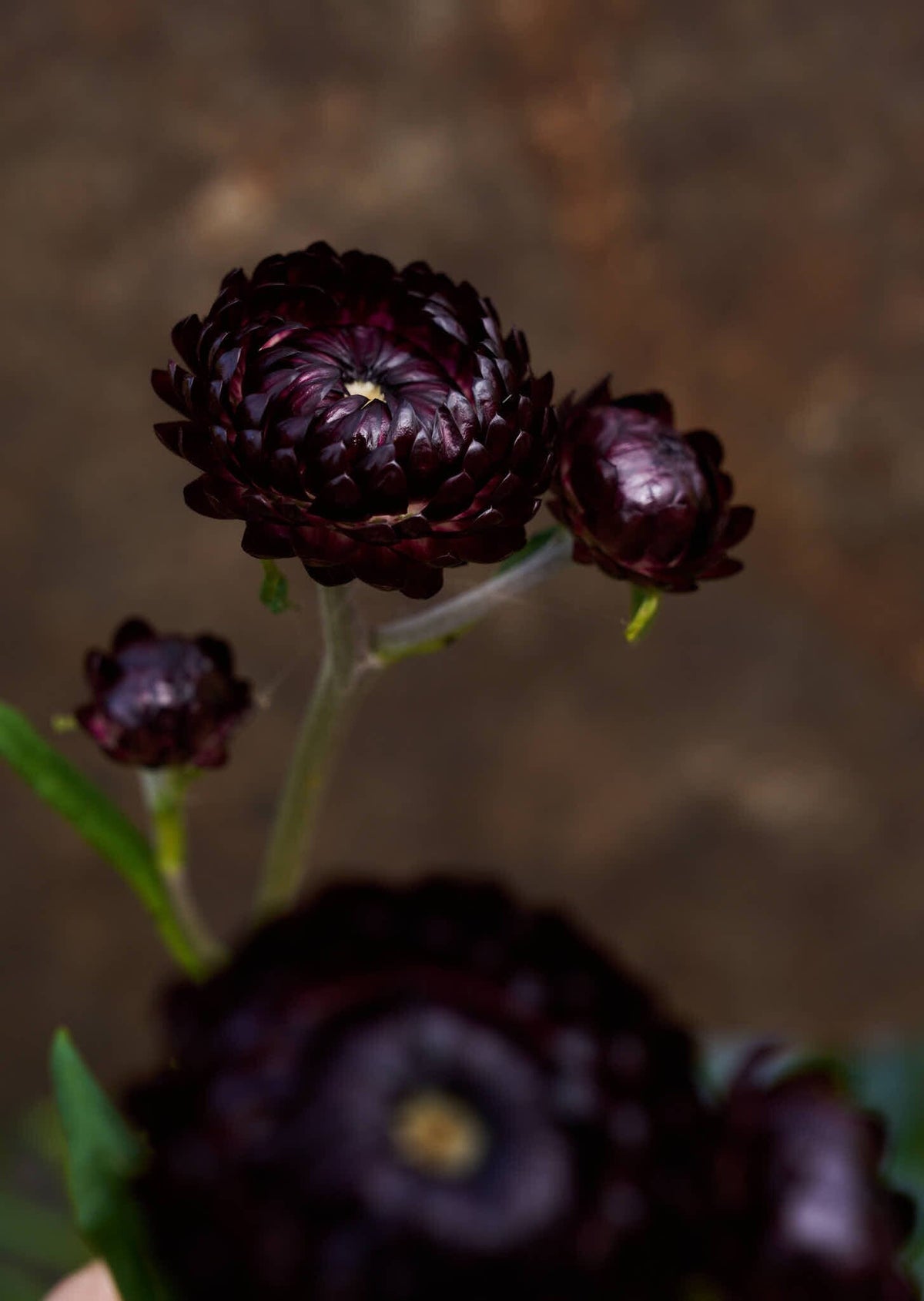 Evighedsblomst 'Purple' Seed 