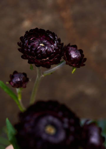 Evighedsblomst 'Purple' Seed 