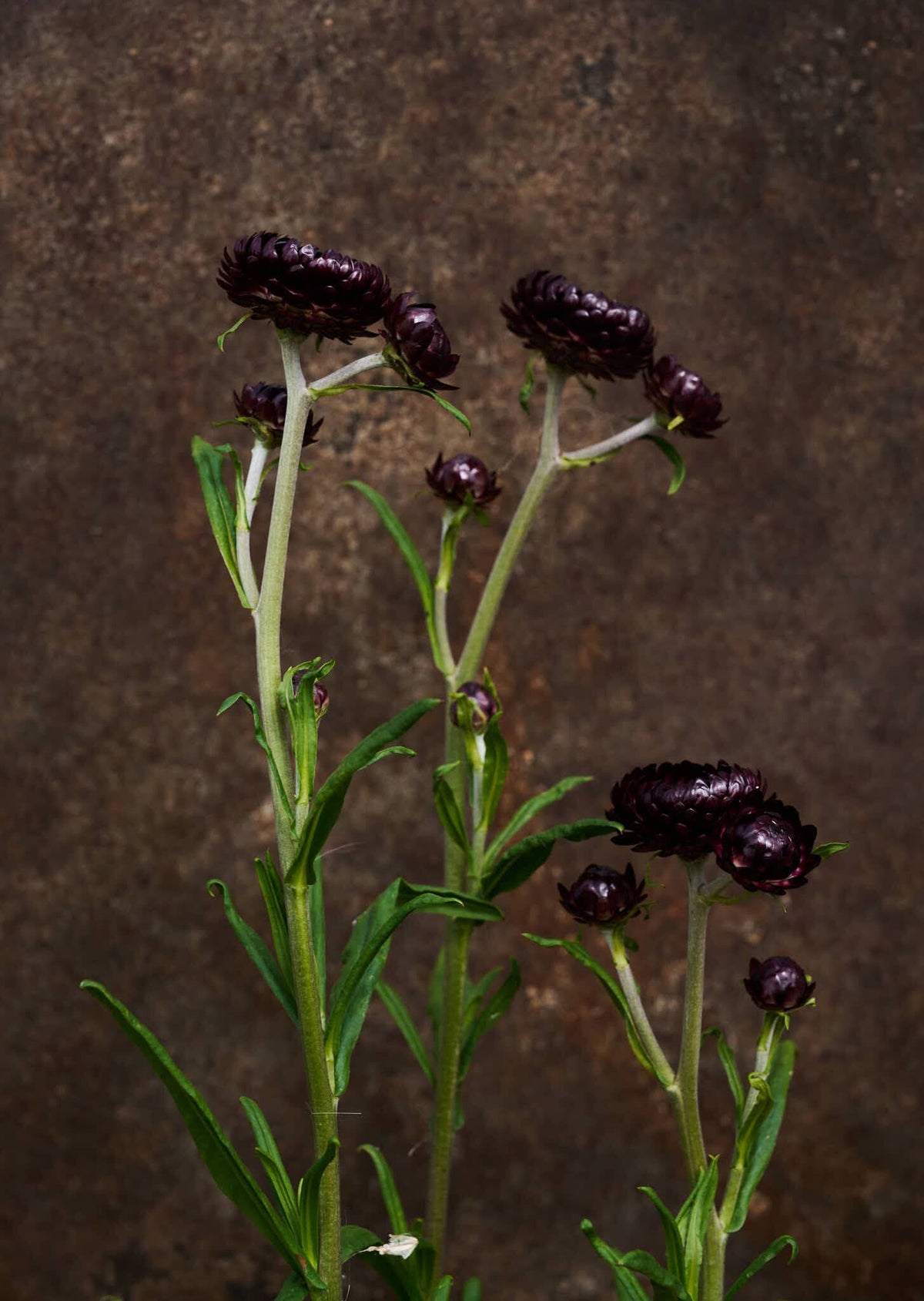 Evighedsblomst 'Purple' Seed 