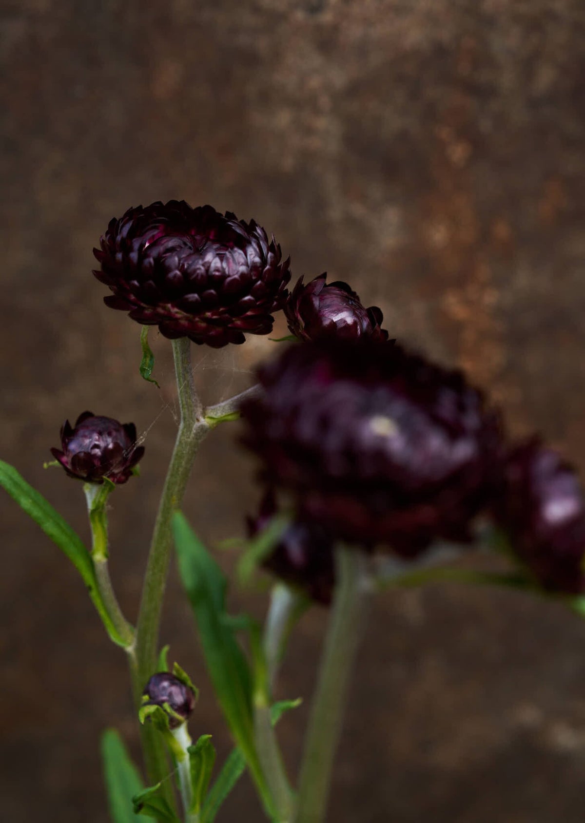 Evighedsblomst 'Purple' Seed 