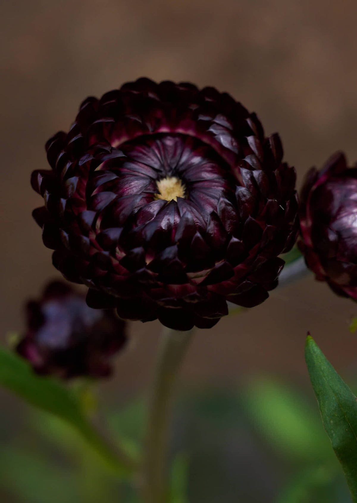 Evighedsblomst 'Purple' Seed 