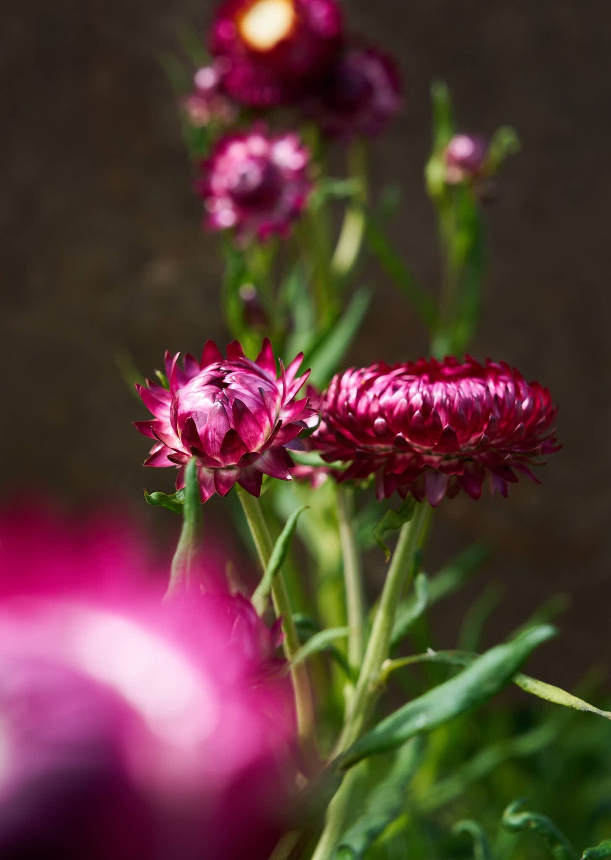 Evighedsblomst 'Rose' Seed 