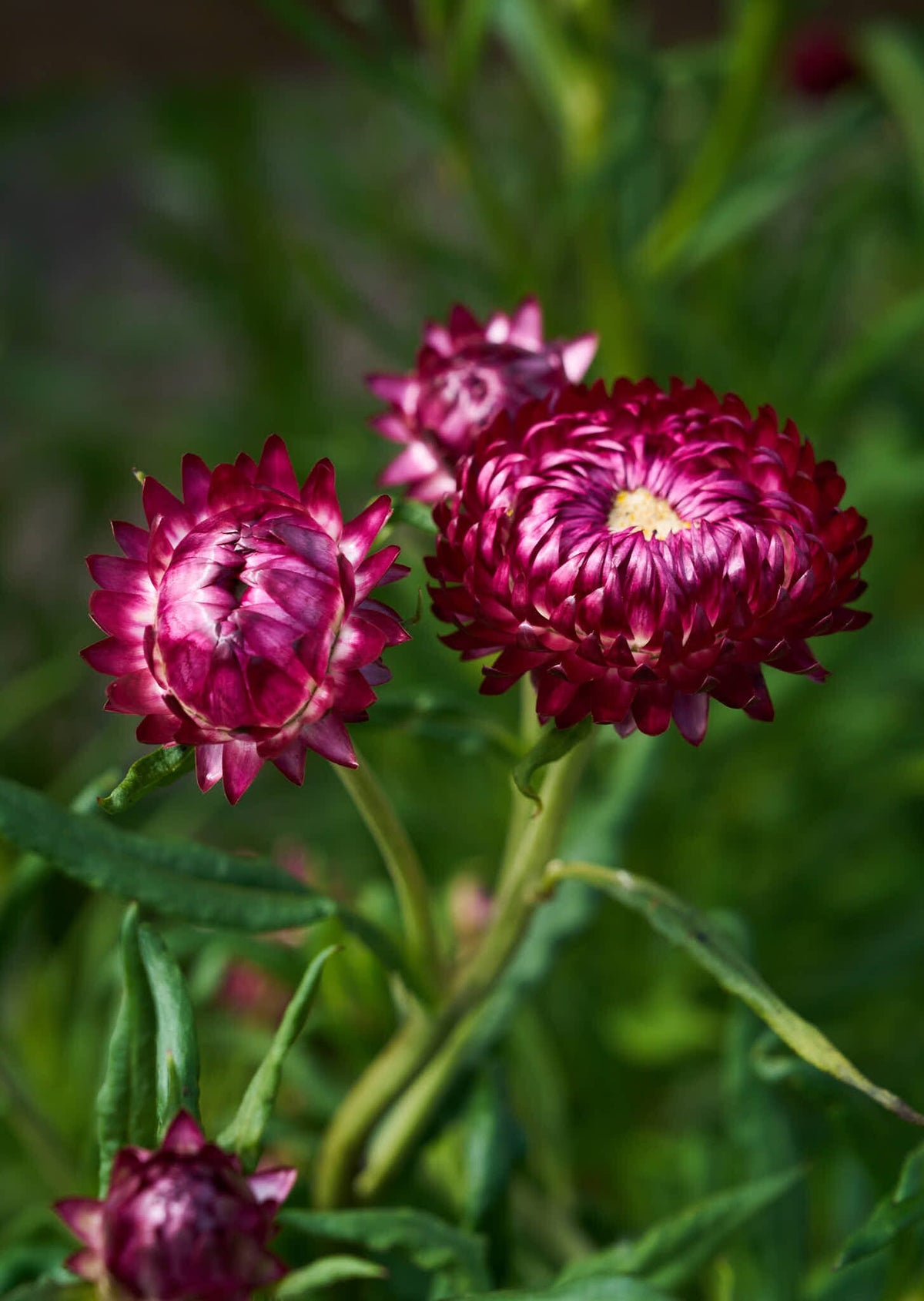 Evighedsblomst 'Rose' Seed 