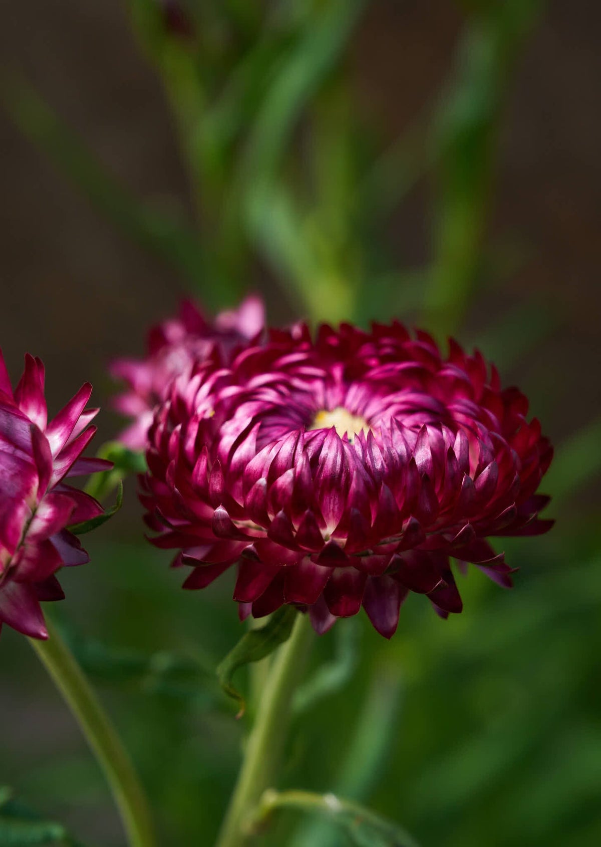 Evighedsblomst 'Rose' Seed 