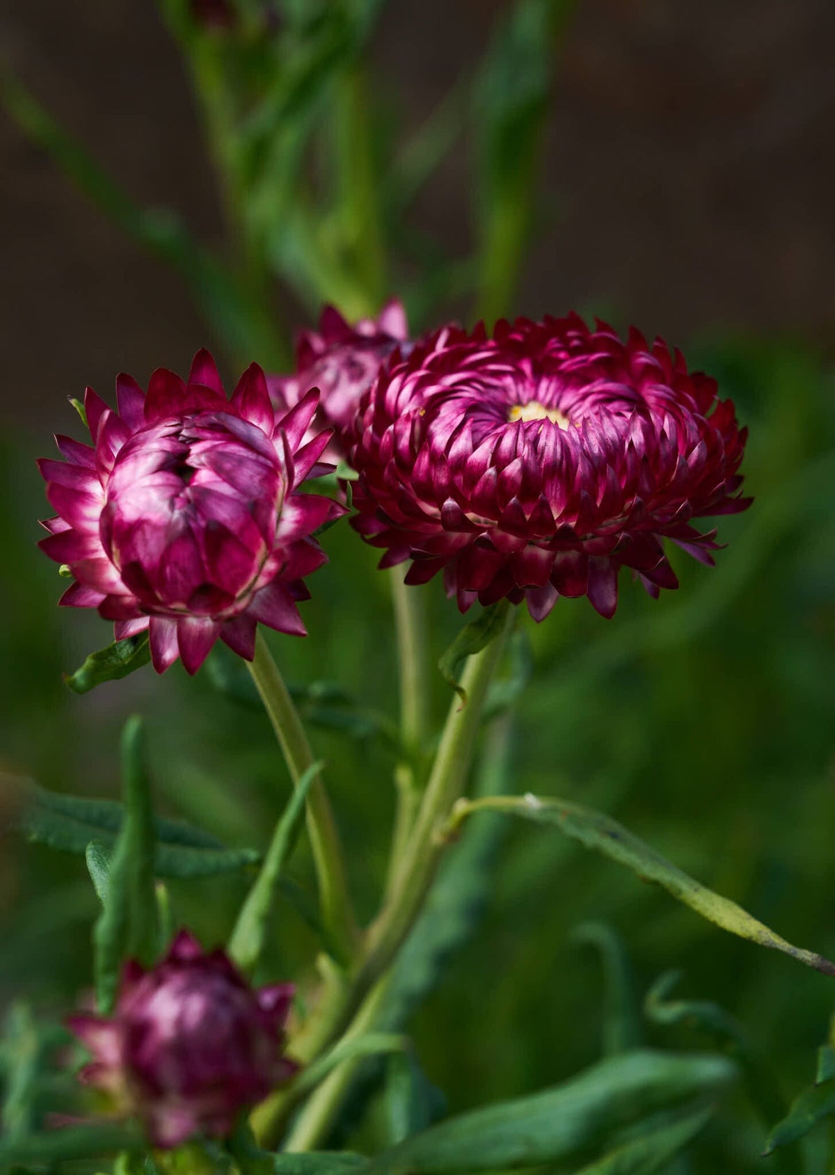 Evighedsblomst 'Rose' Seed 
