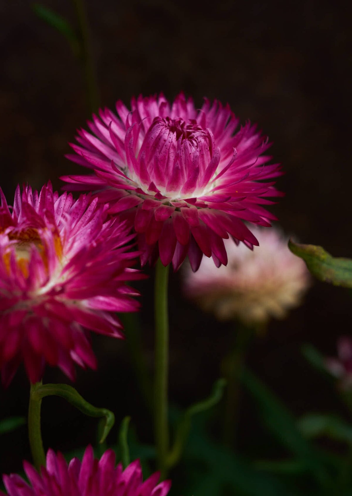 Evighedsblomst 'Rose' Seed 