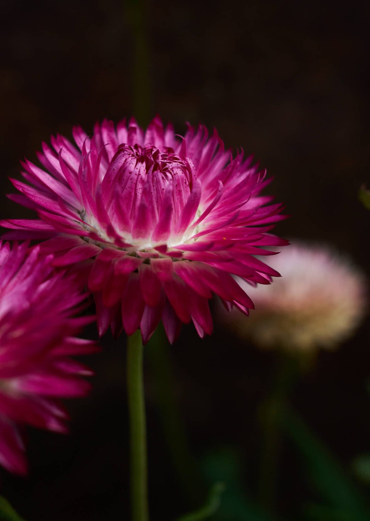 Evighedsblomst 'Rose' Seed 