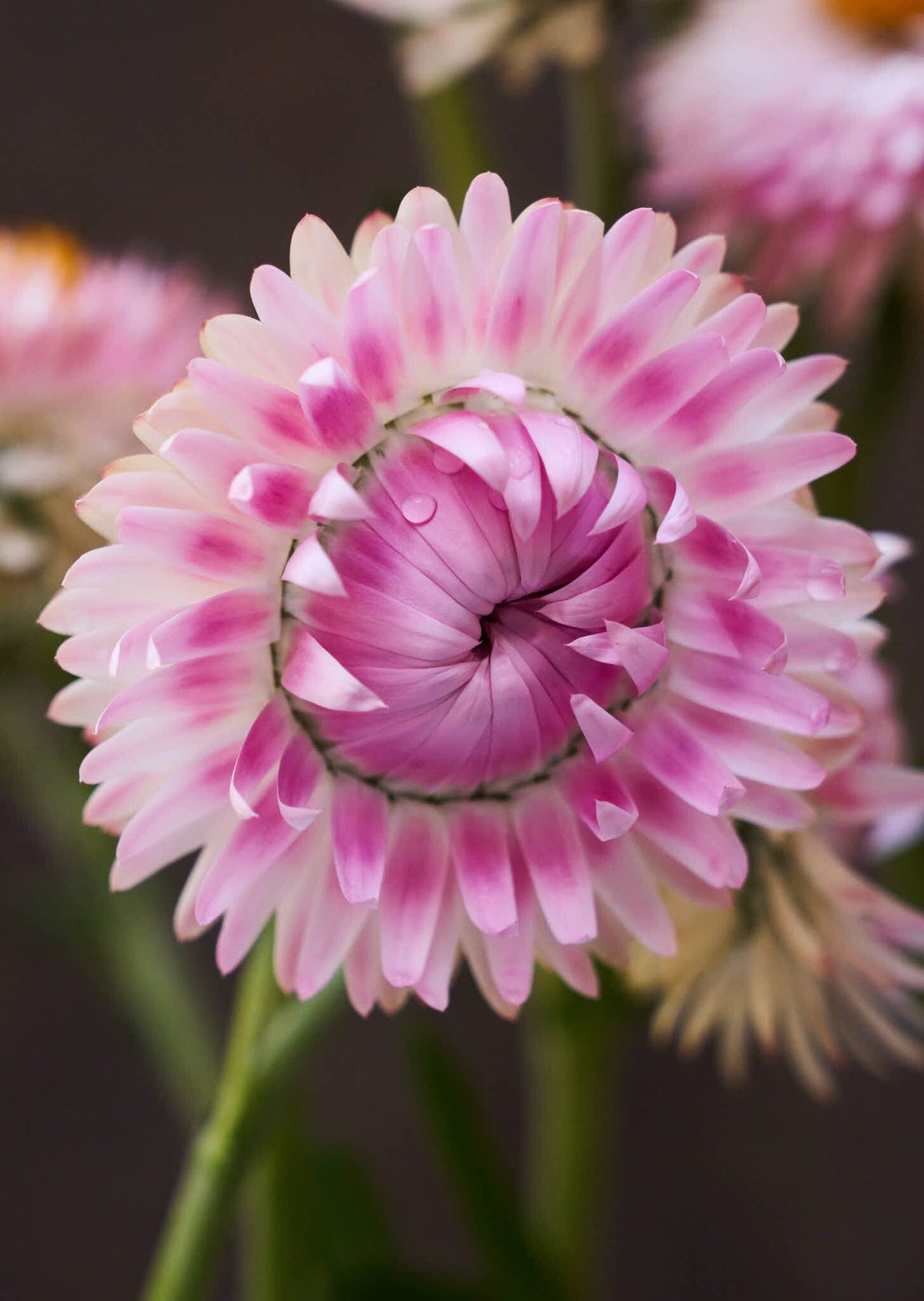 Evighedsblomst 'Silvery Rose' Seed 