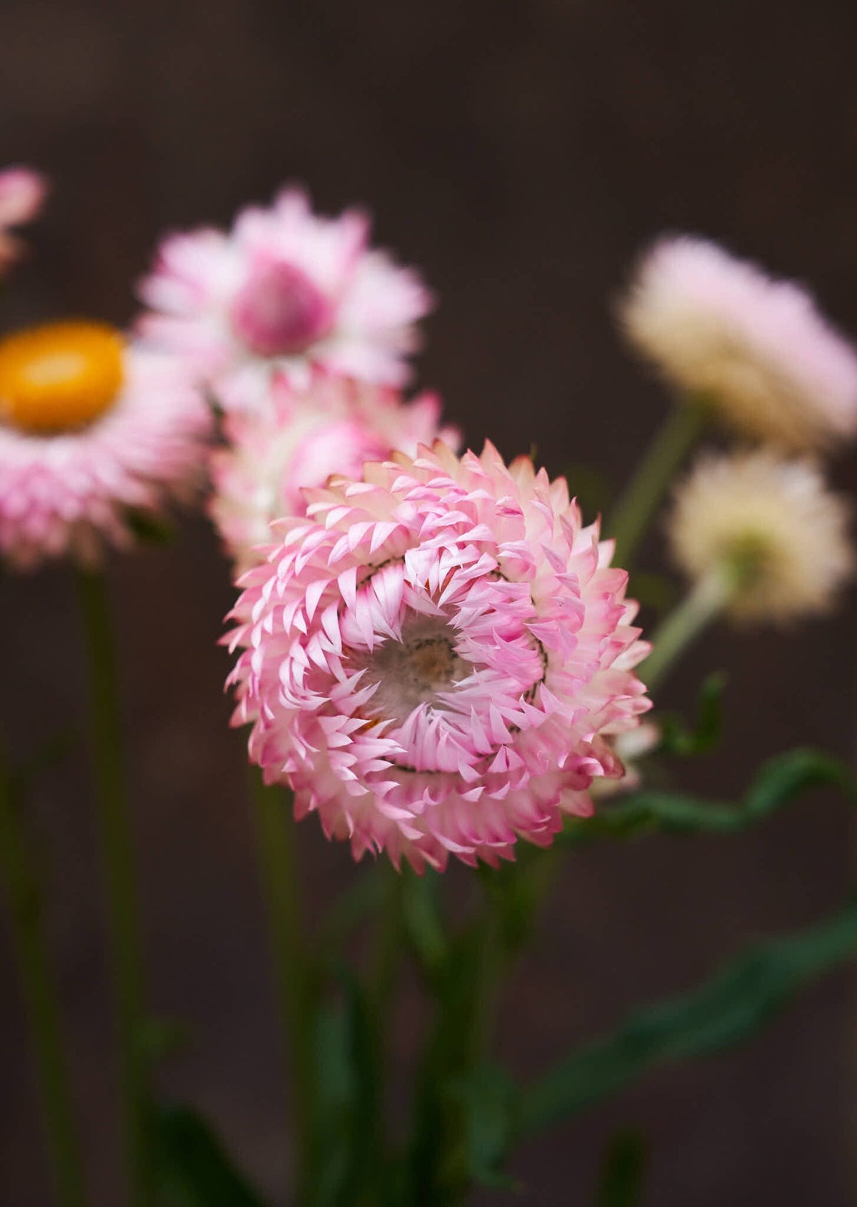Evighedsblomst 'Silvery Rose' Seed 