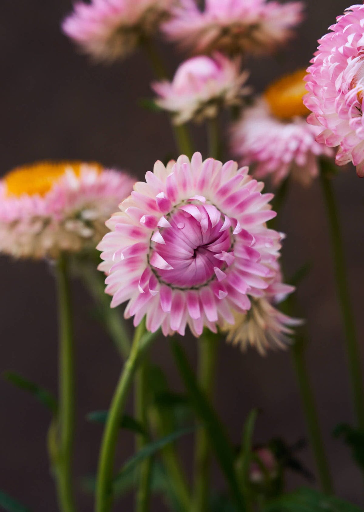 Evighedsblomst 'Silvery Rose' Seed 