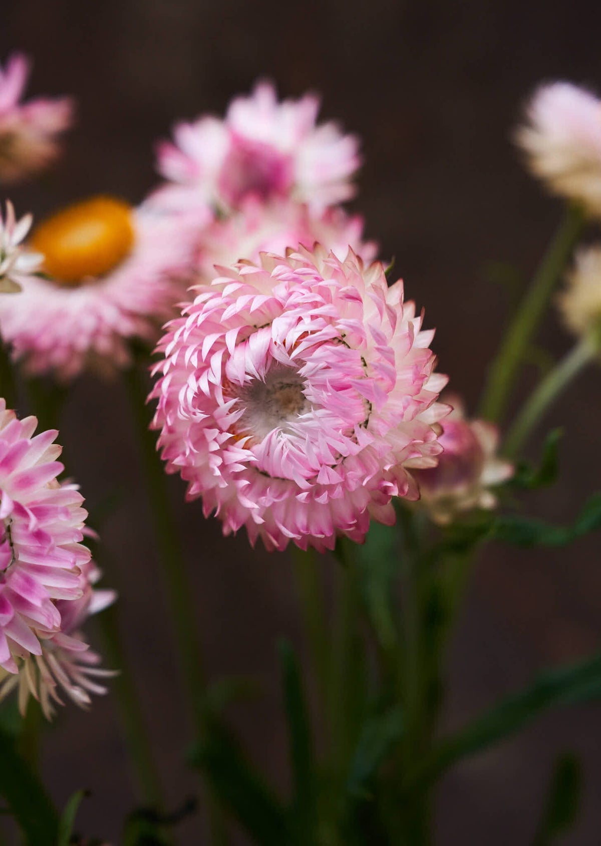 Evighedsblomst 'Silvery Rose' Seed 