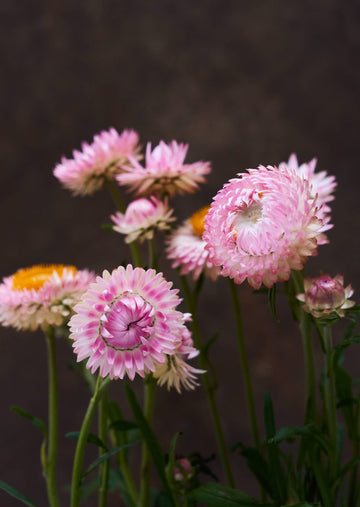 Evighedsblomst 'Silvery Rose' Seed 