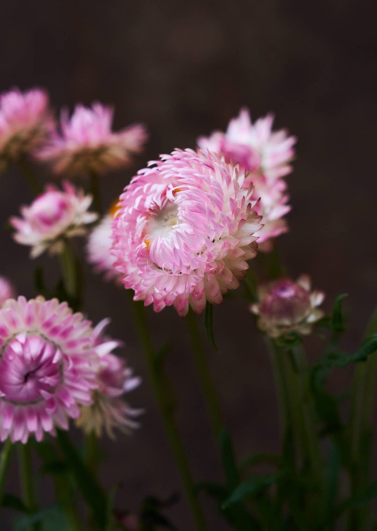 Evighedsblomst 'Silvery Rose' Seed 